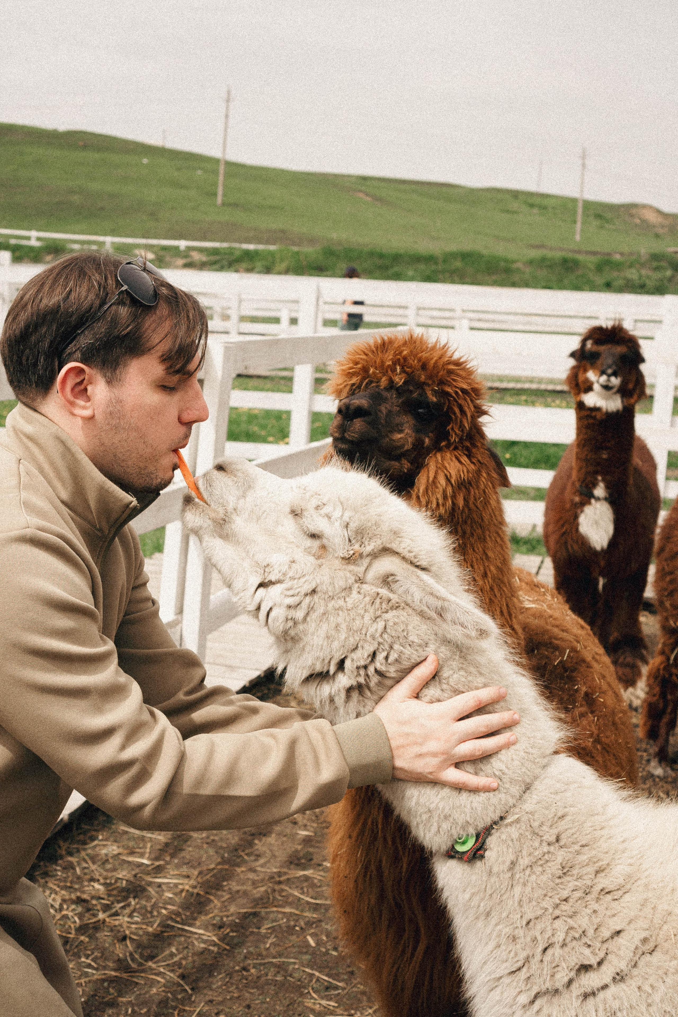 Ферма Альпак. Профессиональный фотограф, Санкт-Петербург — Виктория Богомолова