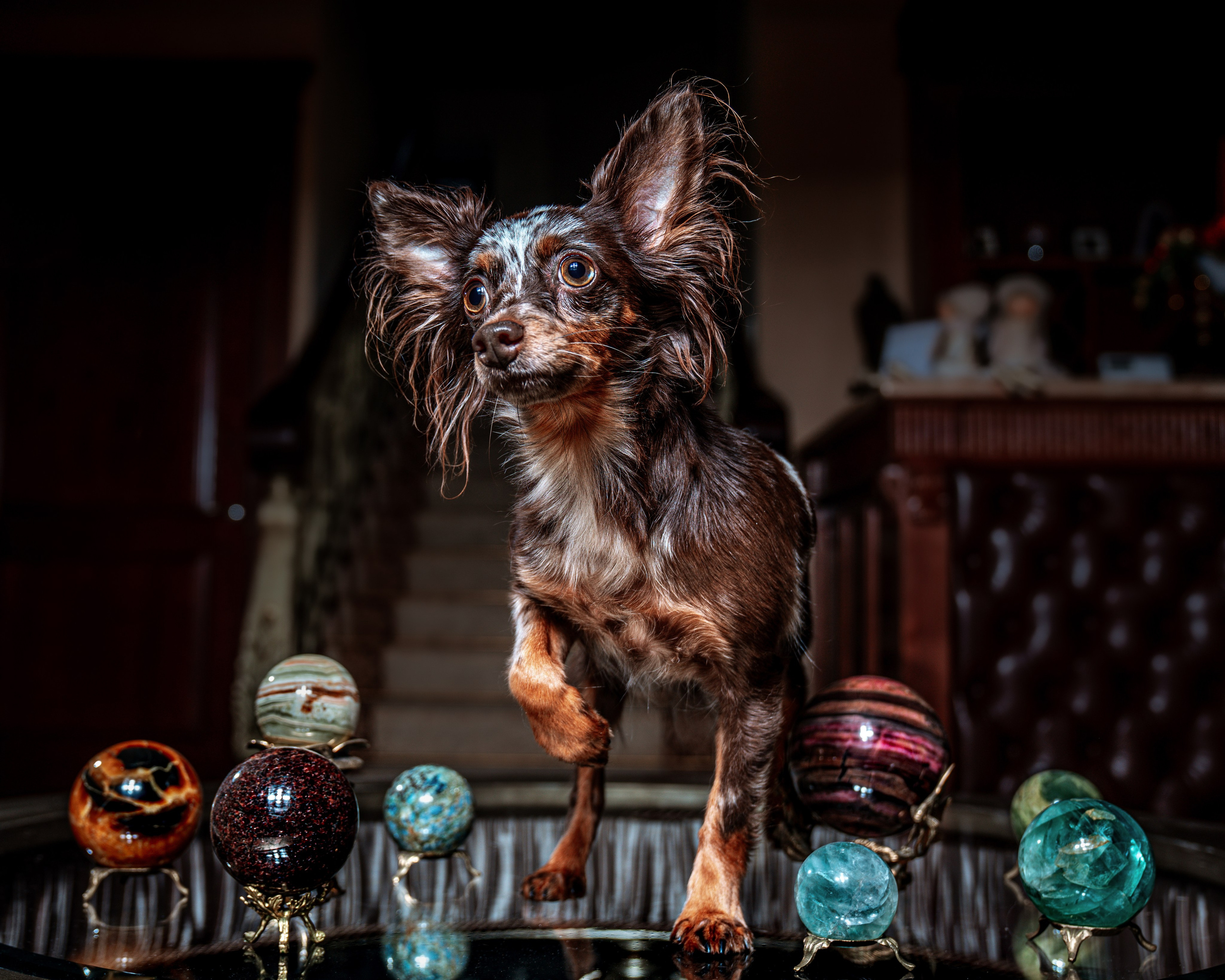 ФОТОПАМЯТЬ ВАШИХ ЭМОЦИЙ. Фотограф-анималист, семейный фотограф в Москве и Подмосковье. Фотосъёмка кинологических дисциплин