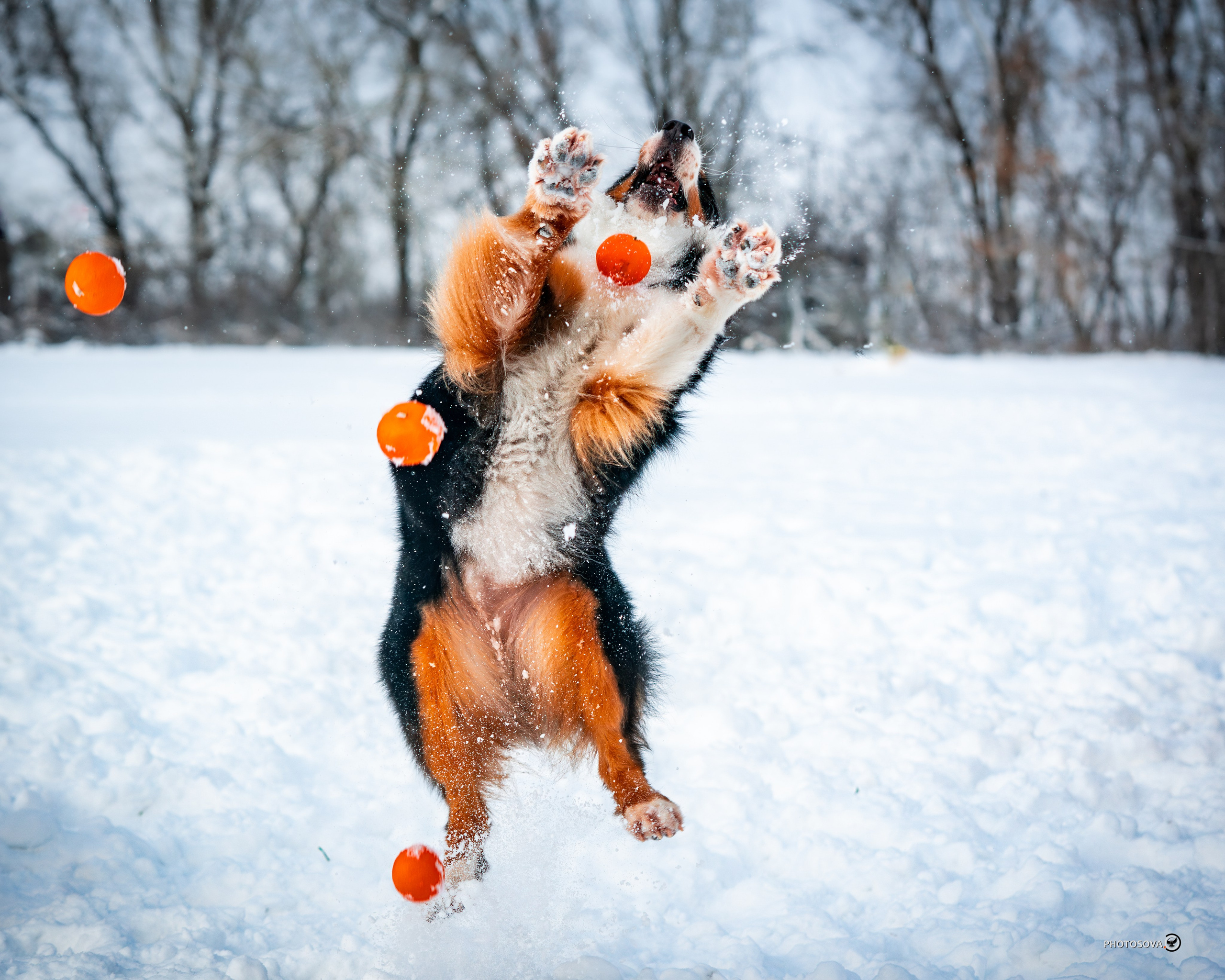 ФОТОПАМЯТЬ ВАШИХ ЭМОЦИЙ. Фотограф-анималист, семейный фотограф в Москве и Подмосковье. Фотосъёмка кинологических дисциплин
