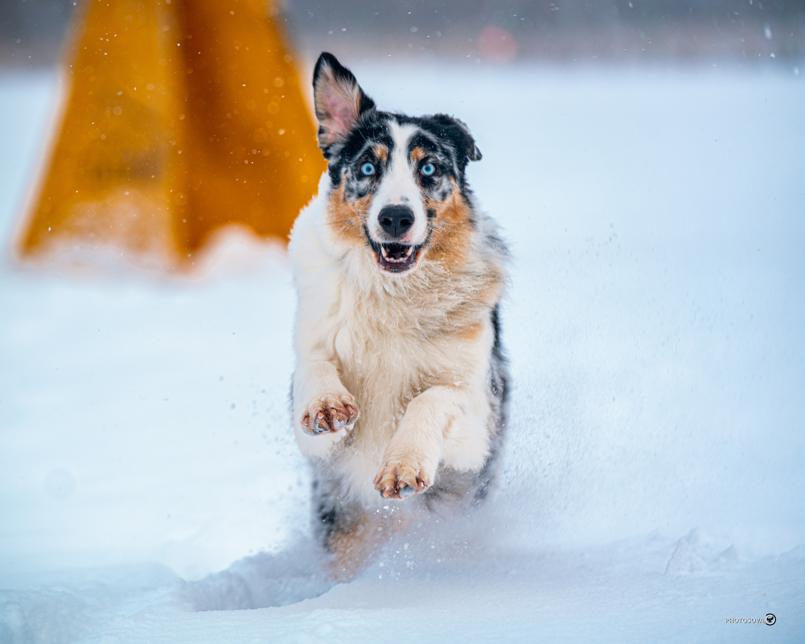 ФОТОПАМЯТЬ ВАШИХ ЭМОЦИЙ. Фотограф-анималист, семейный фотограф в Москве и Подмосковье. Фотосъёмка кинологических дисциплин