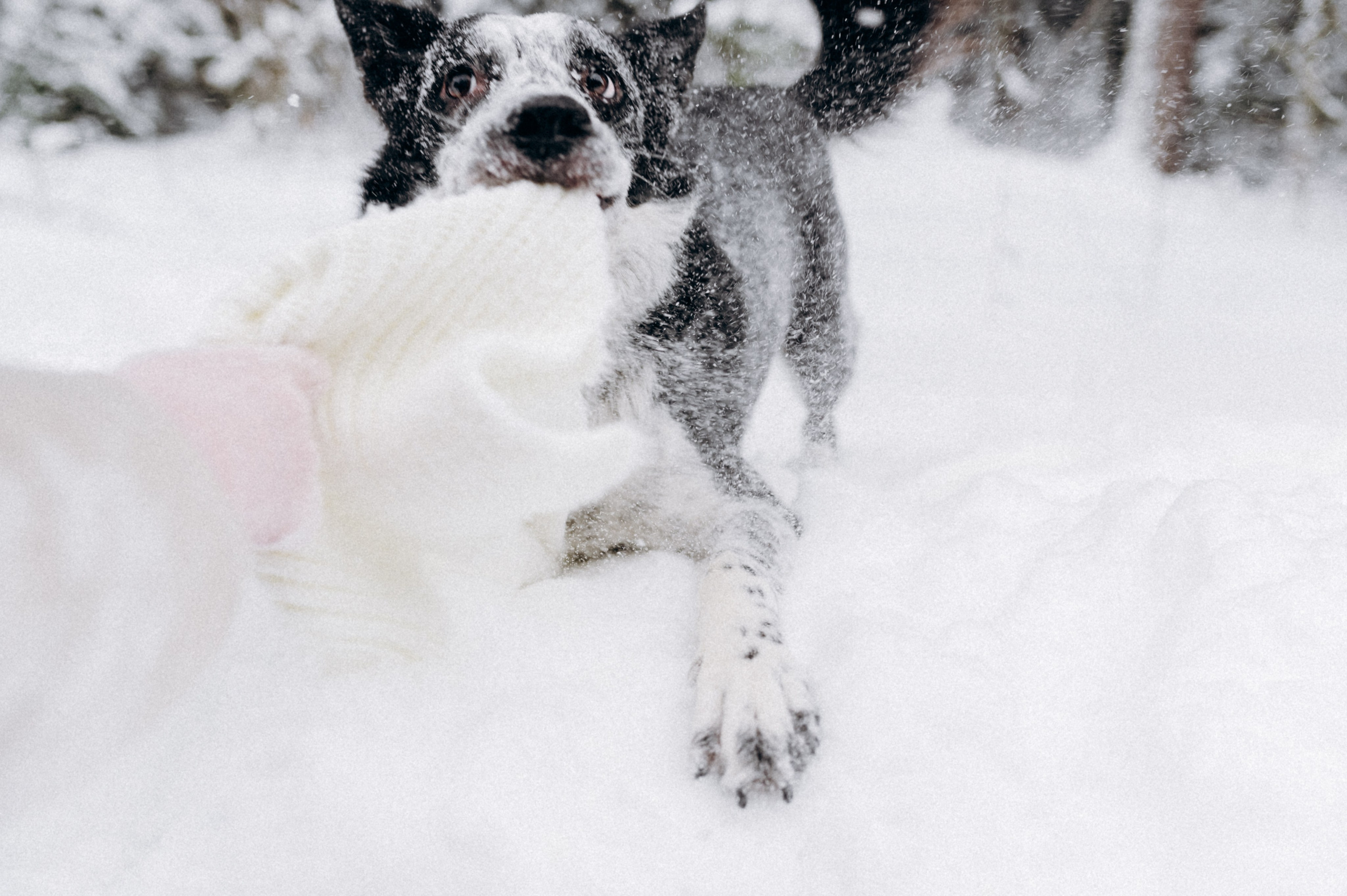 Аня и Милан. Фотограф анималист в Москве Ольга Агушева