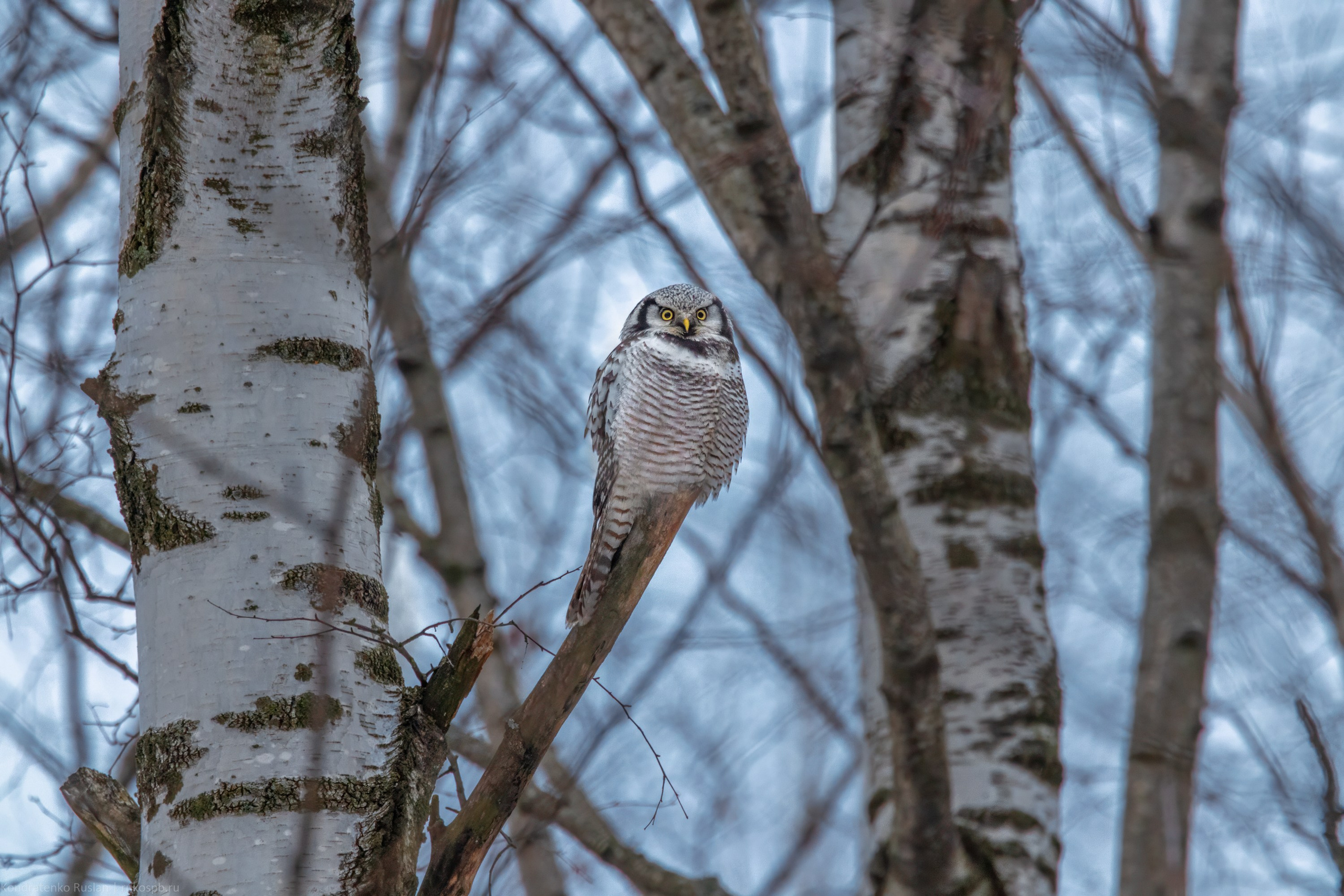 Ястребиная сова. Архитектурный и пейзажный фотограф Кондратенко Руслан, Санкт-Петербург