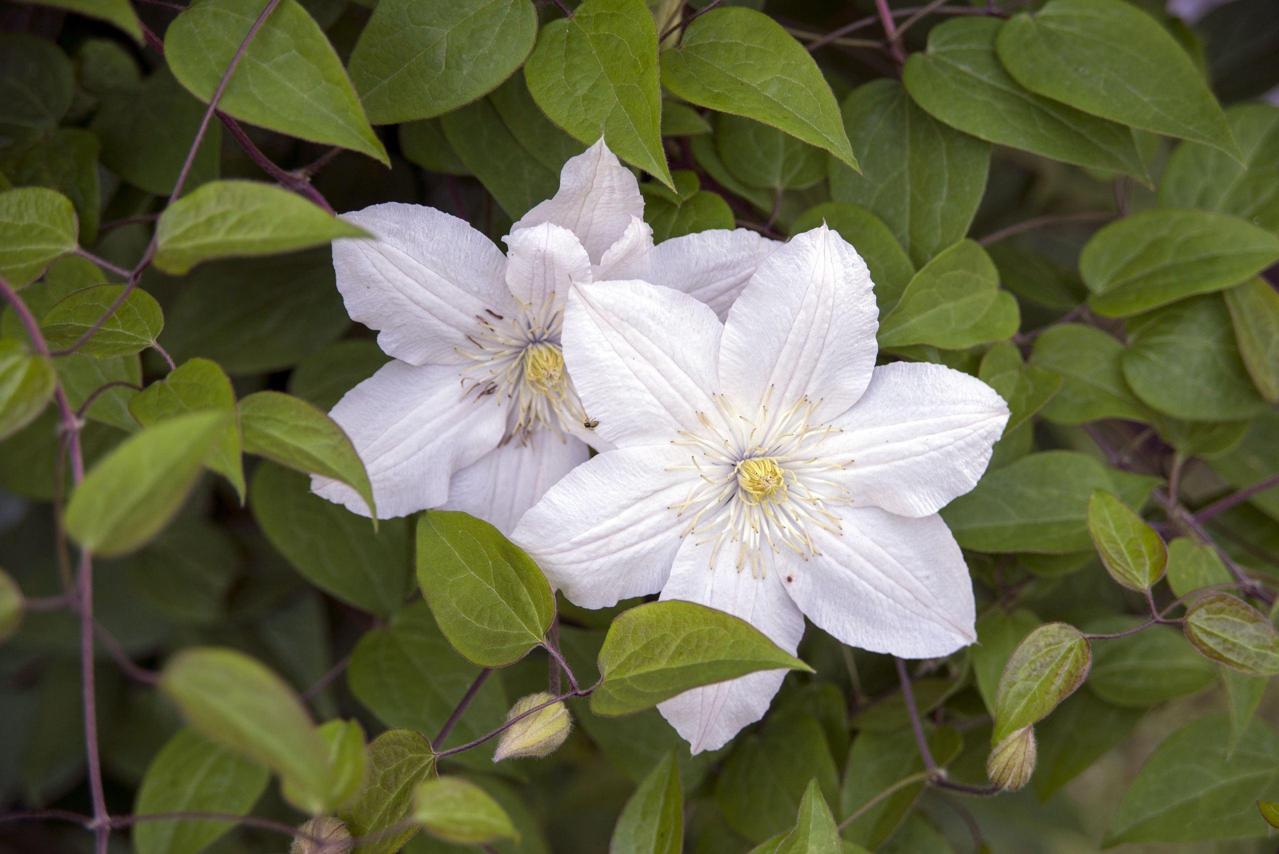 Владимир. Июнь 2019. Игорь Жучков. Россия увиденная глазами путешествующего фотографа