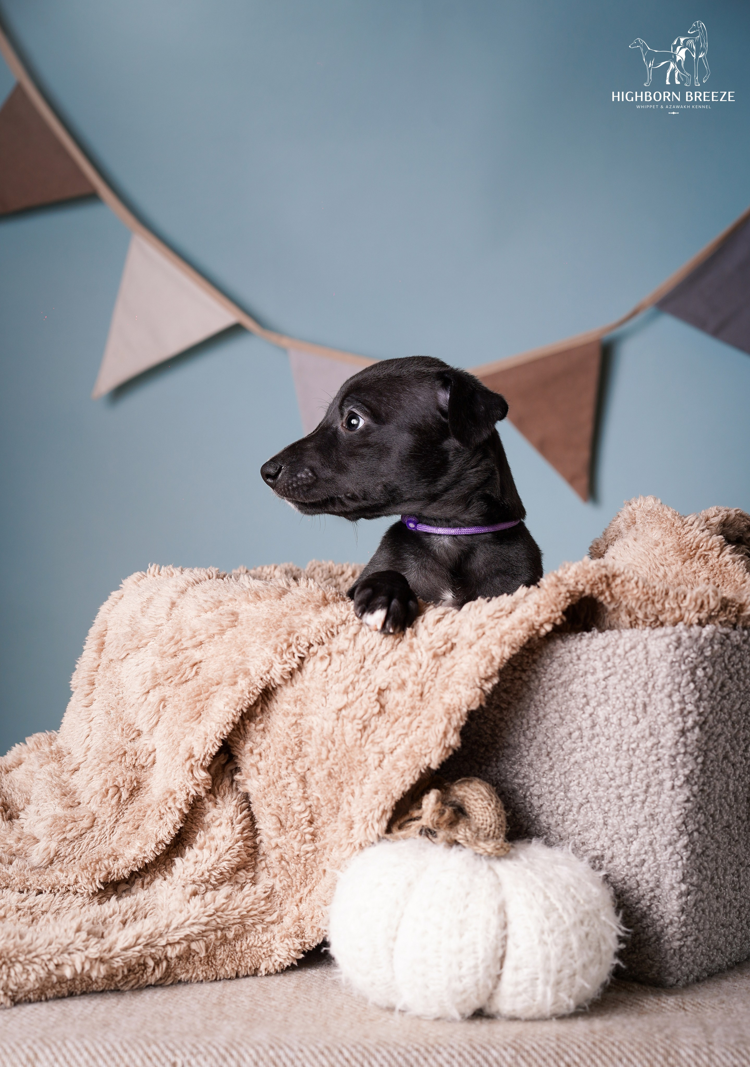 Щенки уиппета. Фотограф-анималист в Санкт-Петербурге Яна Мартынова
