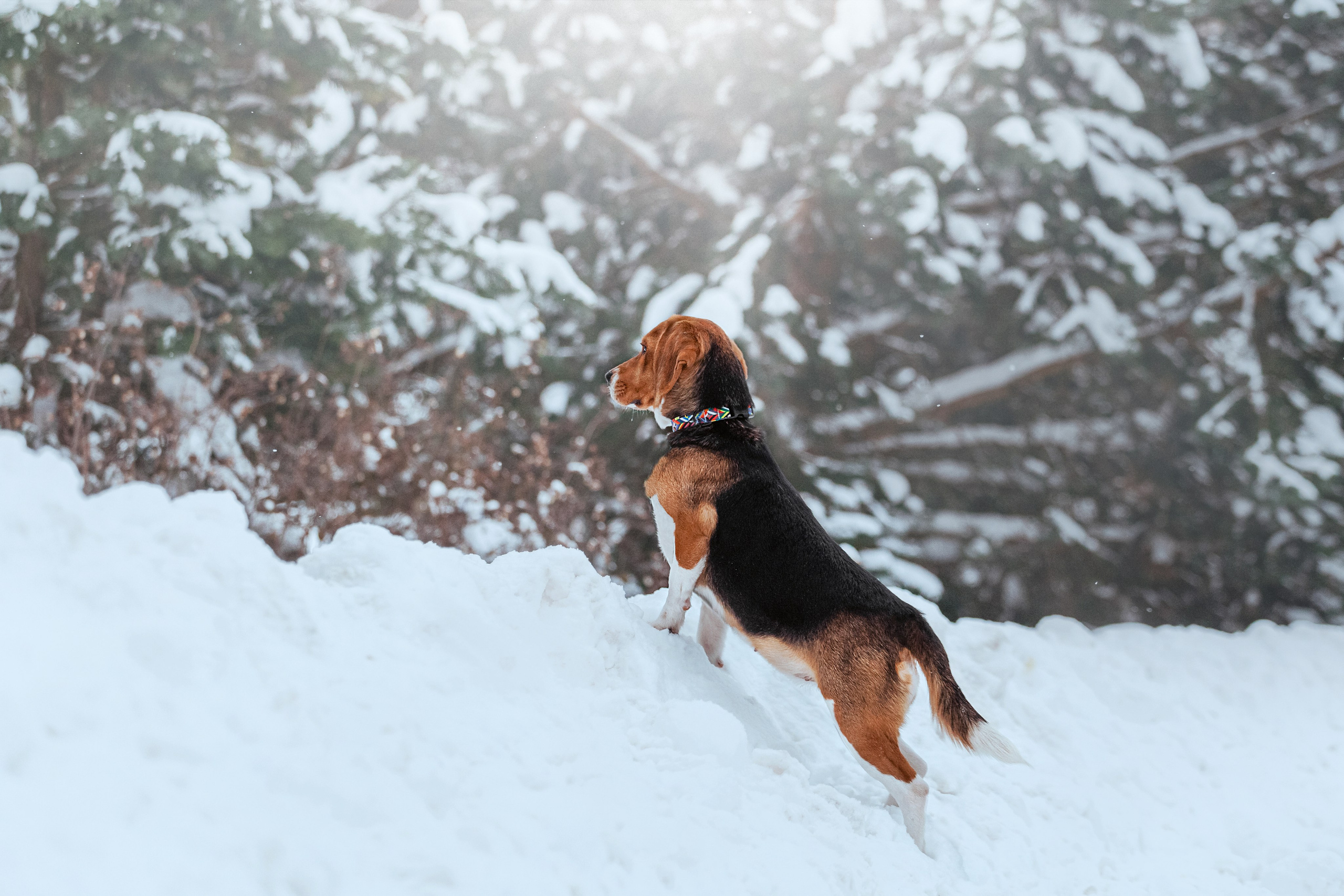 Дом для Биглей 2023. Фотограф-анималист Татьяна Степанова