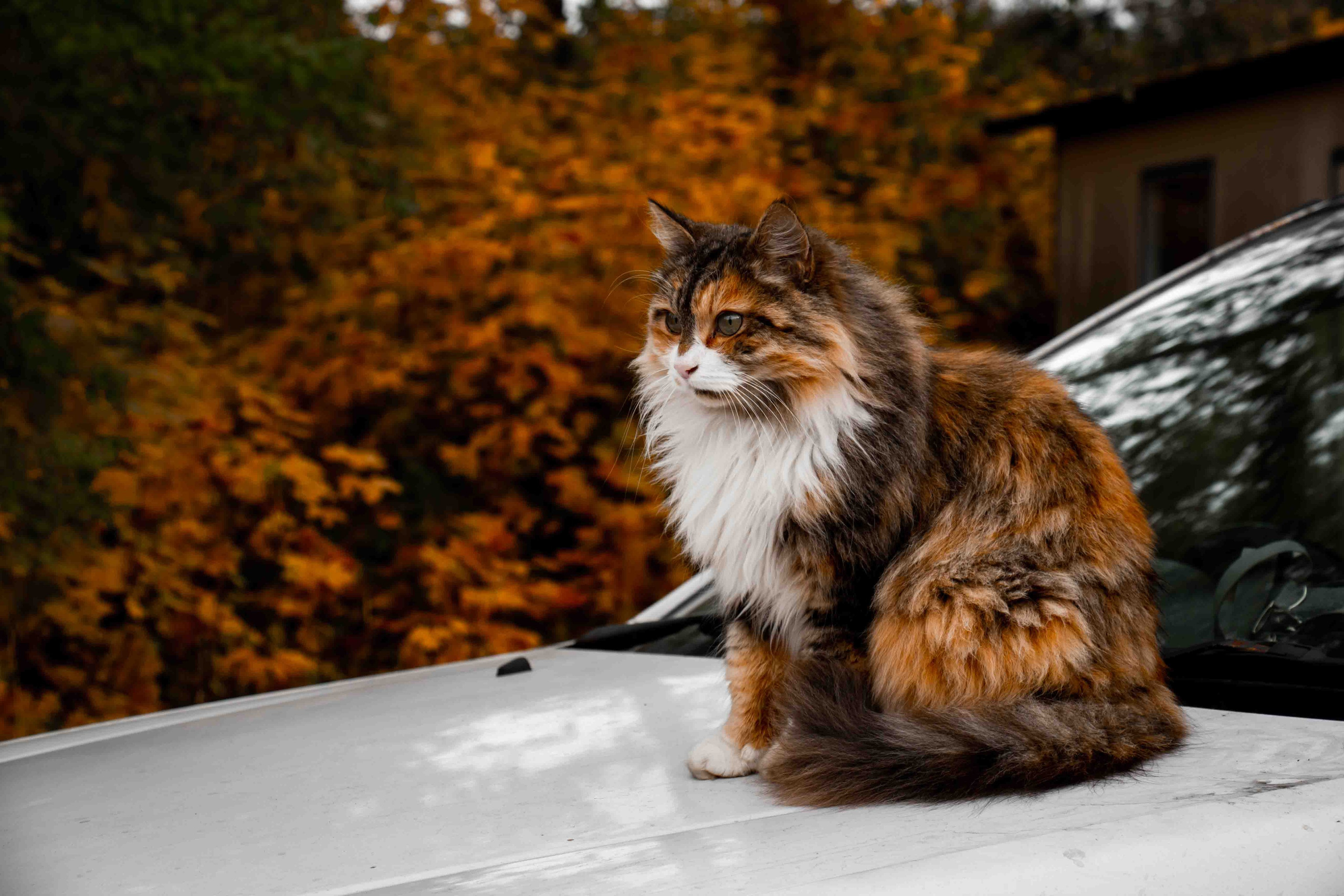 Осеннее настроение. Александр Попов