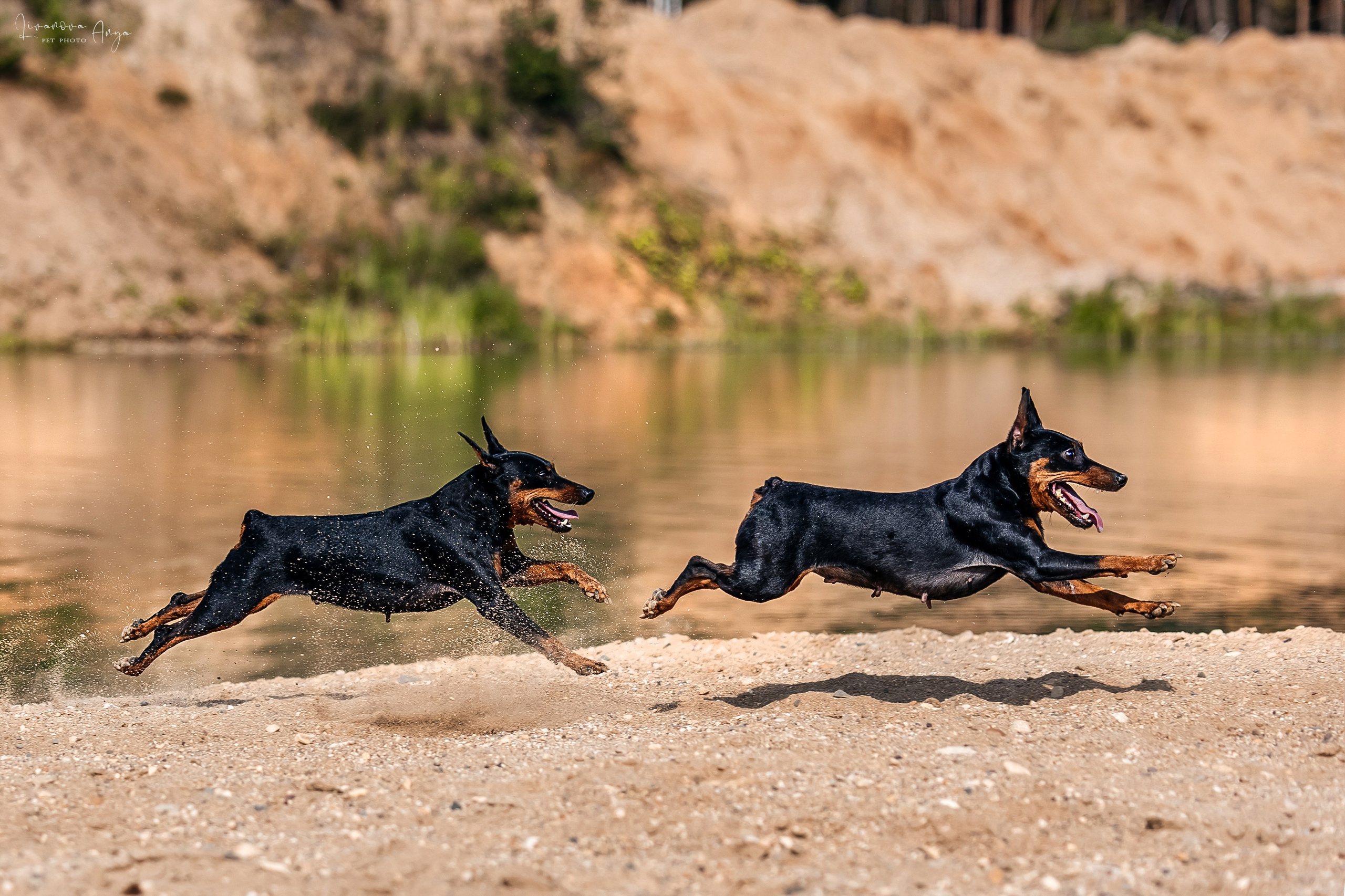 Троицкий карьер. Фотограф анималист Аня Ливанова | Рыбинск