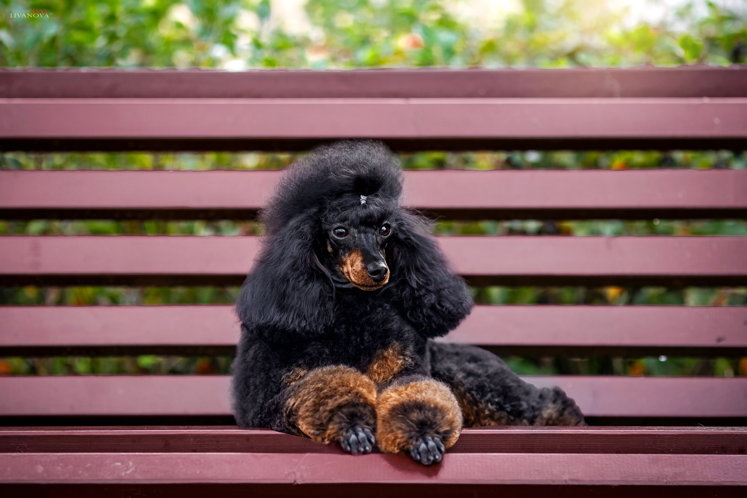 Пудель. Фотограф анималист Аня Ливанова | Рыбинск