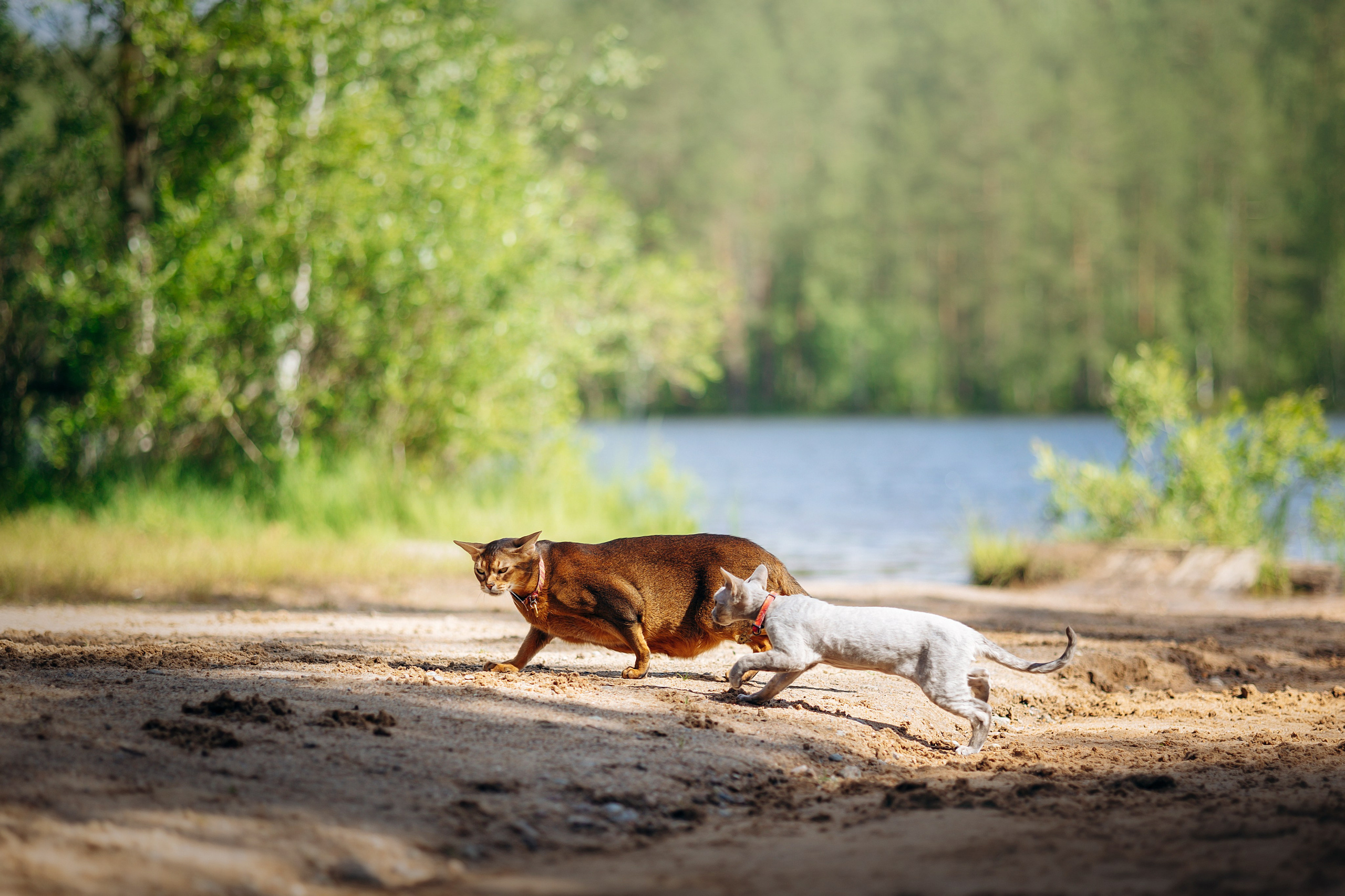 Котофеи и их семья. Фотограф — Анималист | Санкт-Петербург