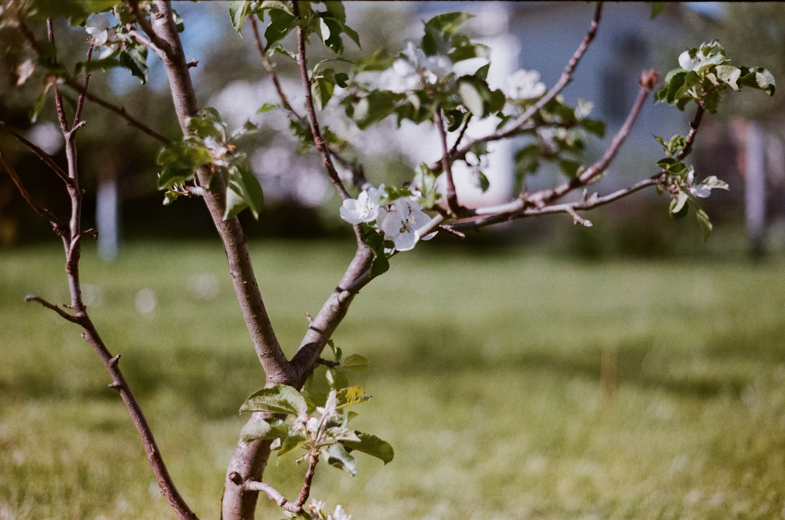 Konica IIIA / Fujicolor Superia 200 (просрочка) / Благовещенский переу