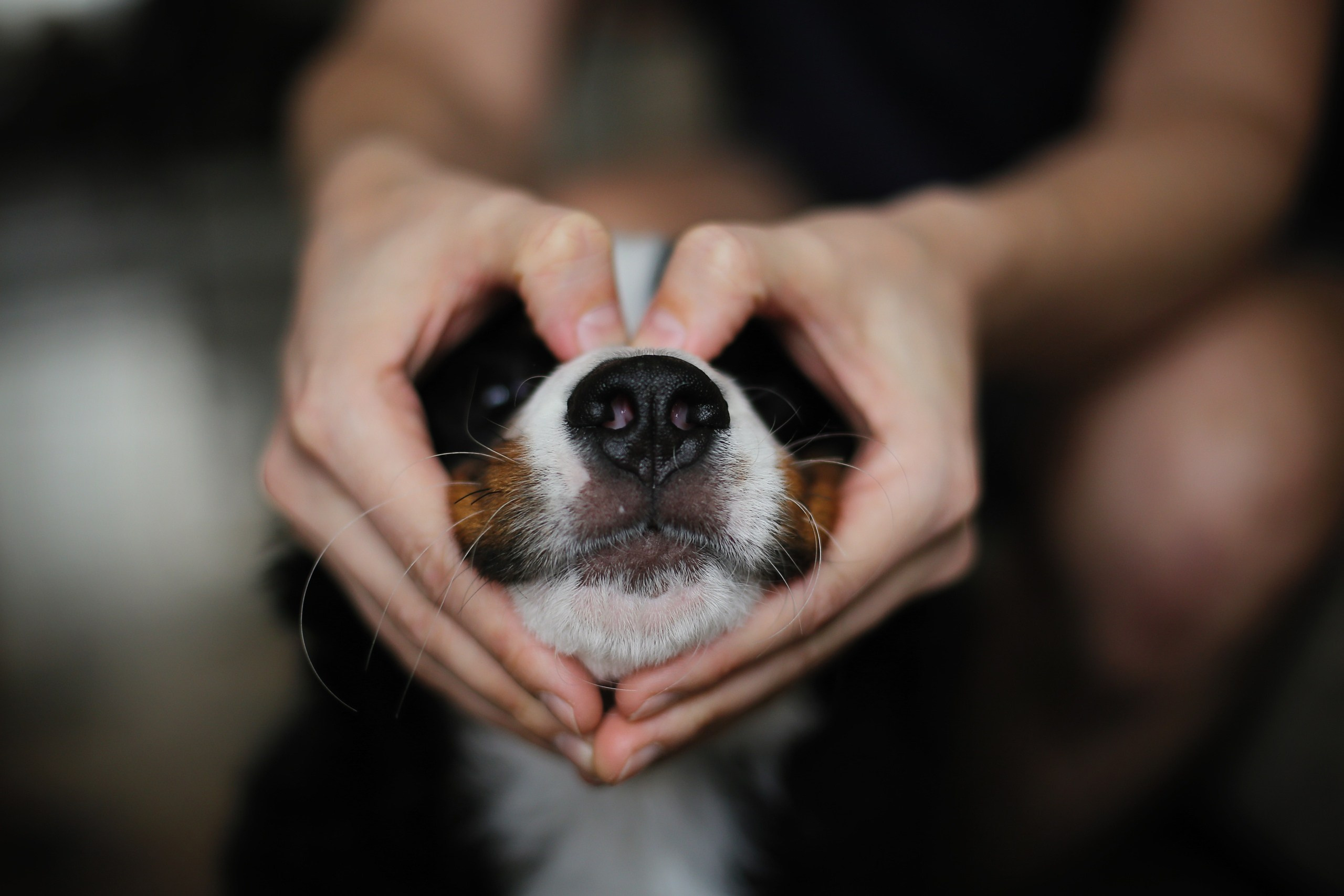 Четвероногие друзья. Репортажный, семейный, школьный фотограф в Иванове Инна Крылова