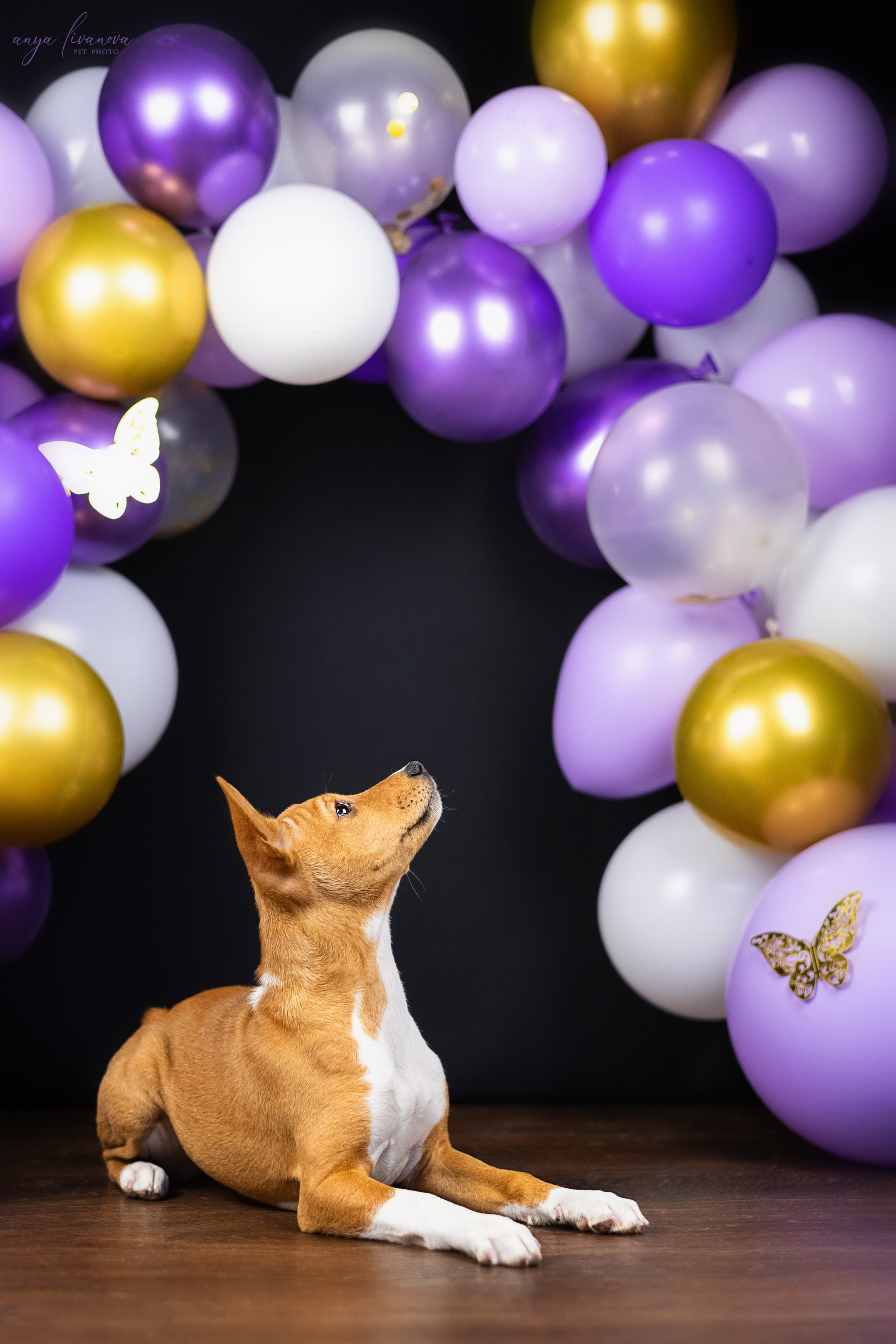 Баси. Фотограф анималист Аня Ливанова | Рыбинск