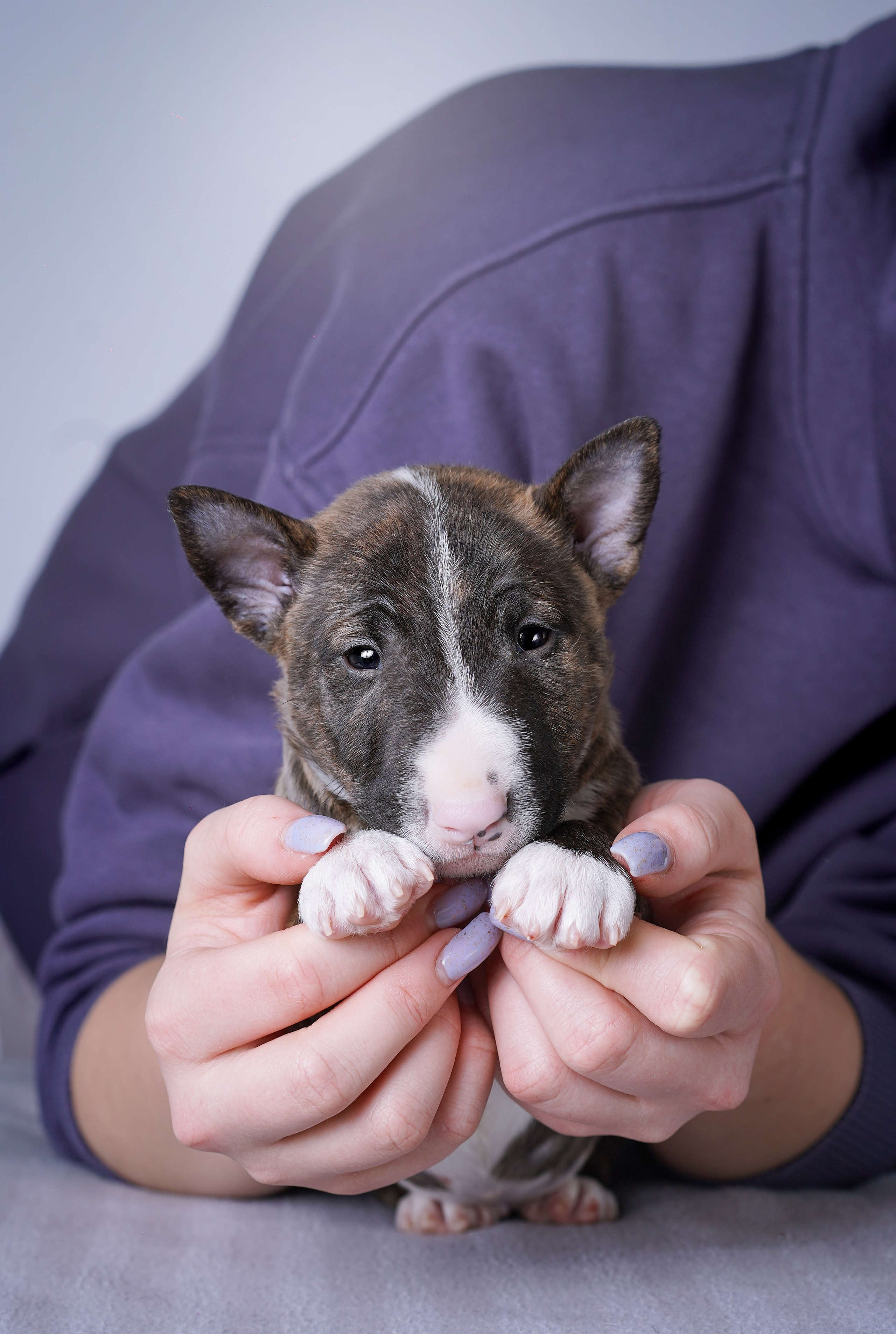 Щенки минибуля. Фотограф-анималист в Санкт-Петербурге Яна Мартынова