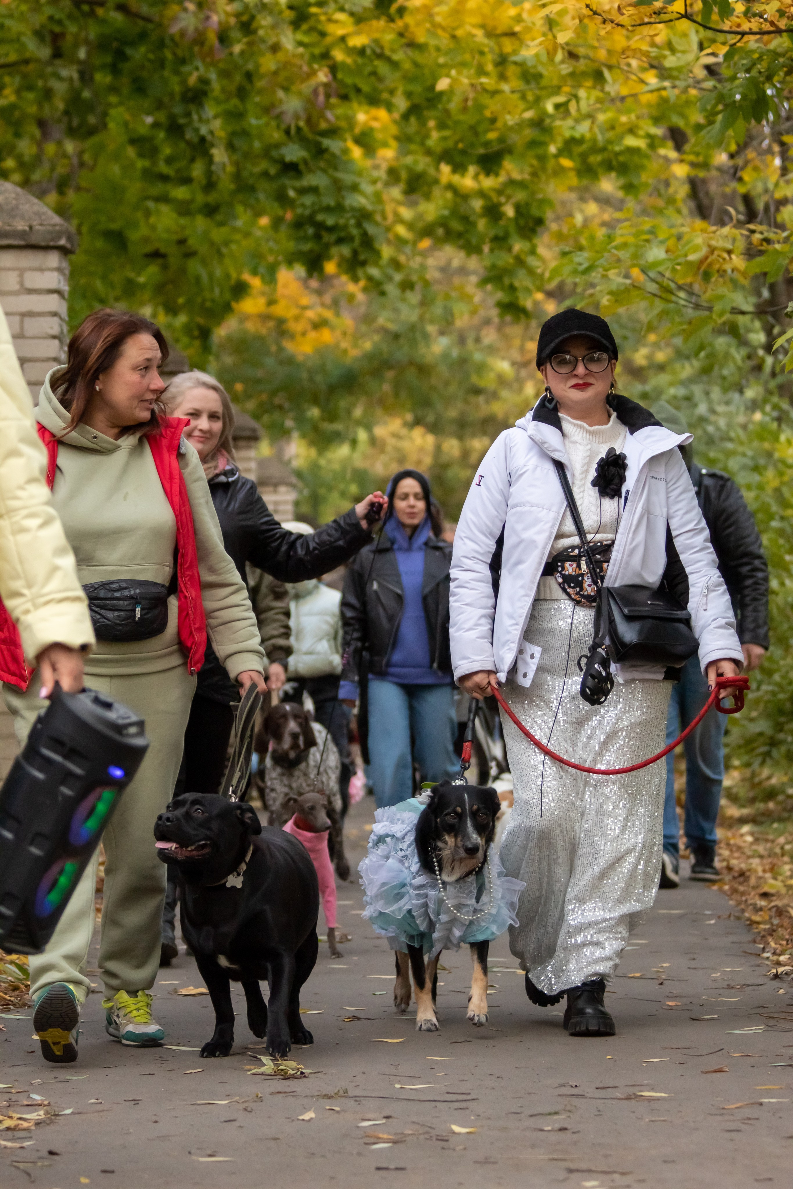Костюмированный парад собак. Фотограф анималист — Тула, Москва