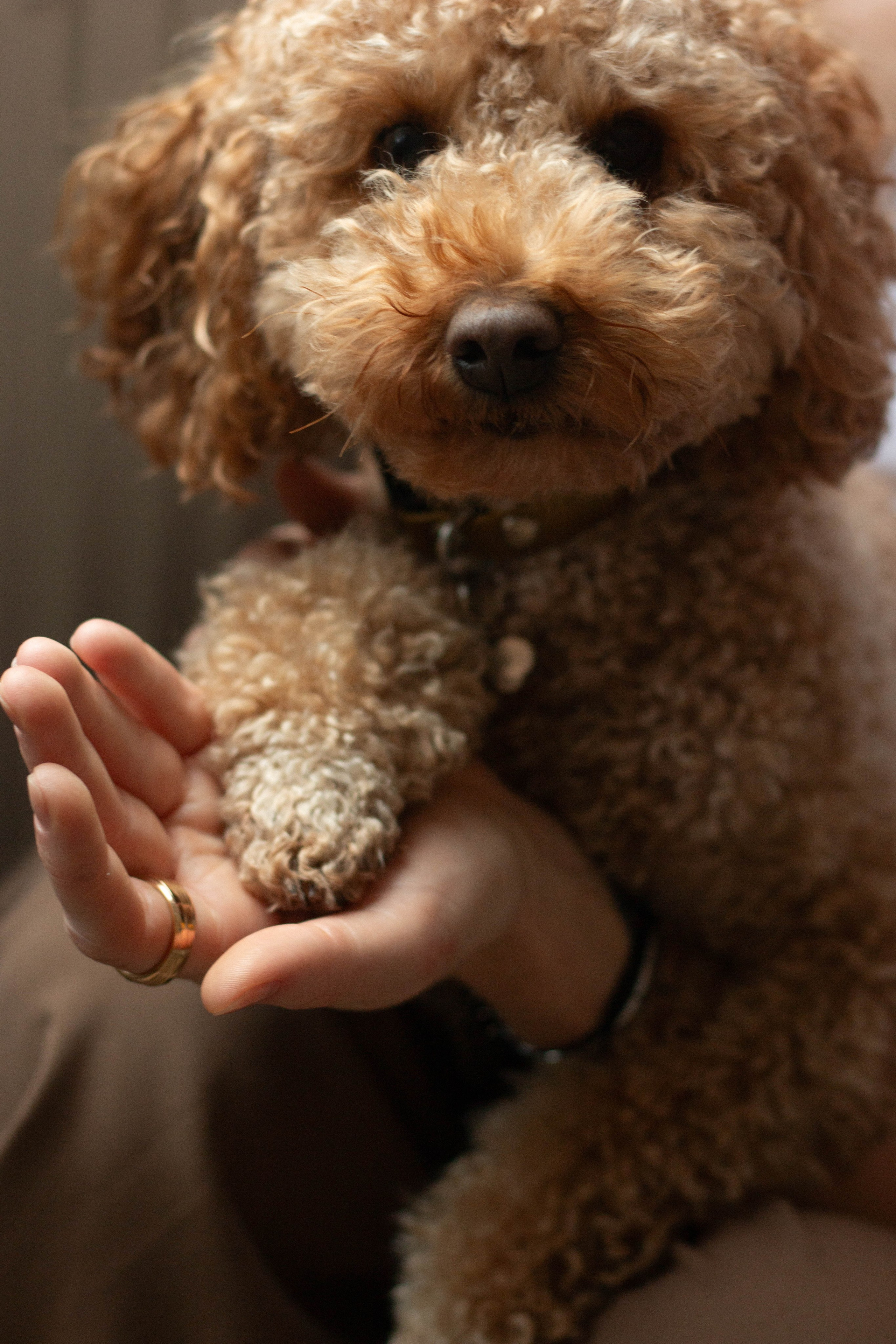 Olga & Eric. Бережно сохраняю ваши чувства и истории на своих фотографиях