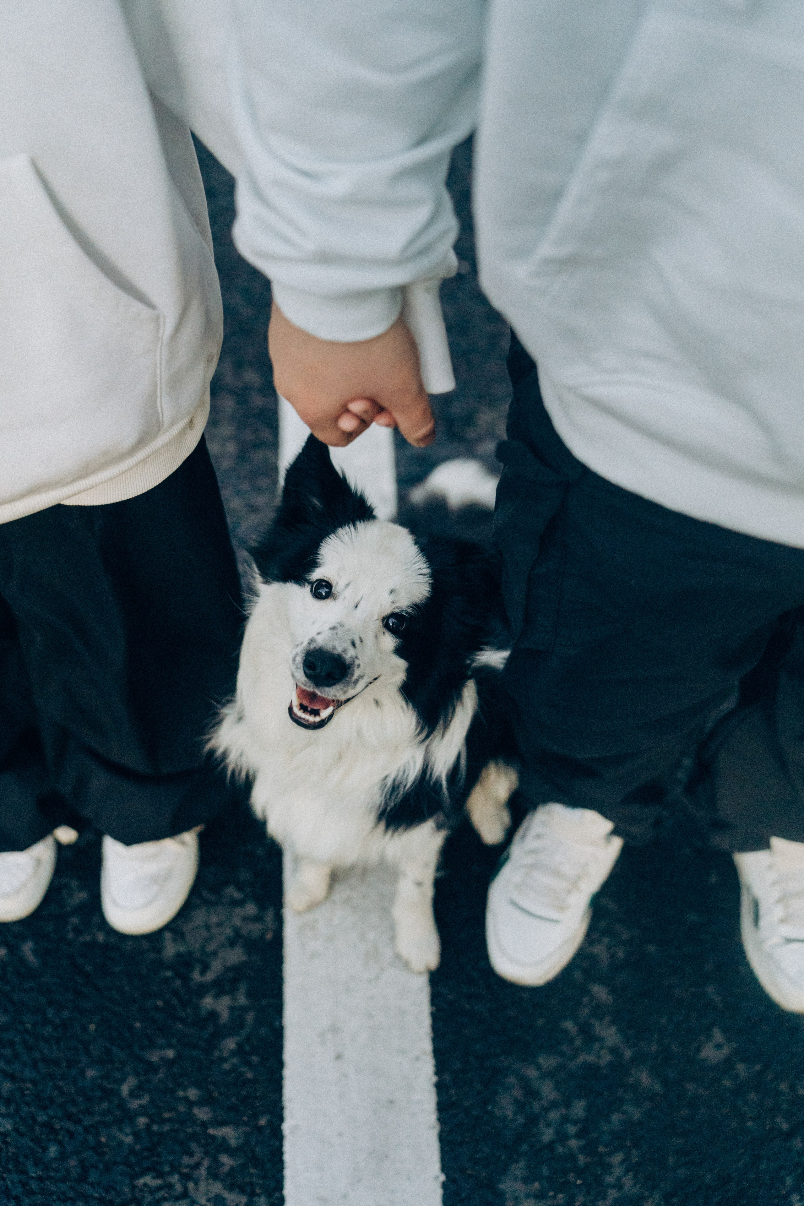 Таня, Дима и Чейси. Фотограф анималист в Москве и Санкт-Петербурге Свиридова Анна