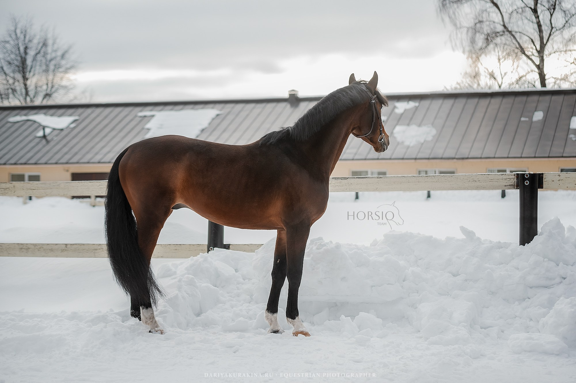 Юник Эррай, HORSIO. Конный фотограф Куракина Дарья • Фотосессии с лошадьми