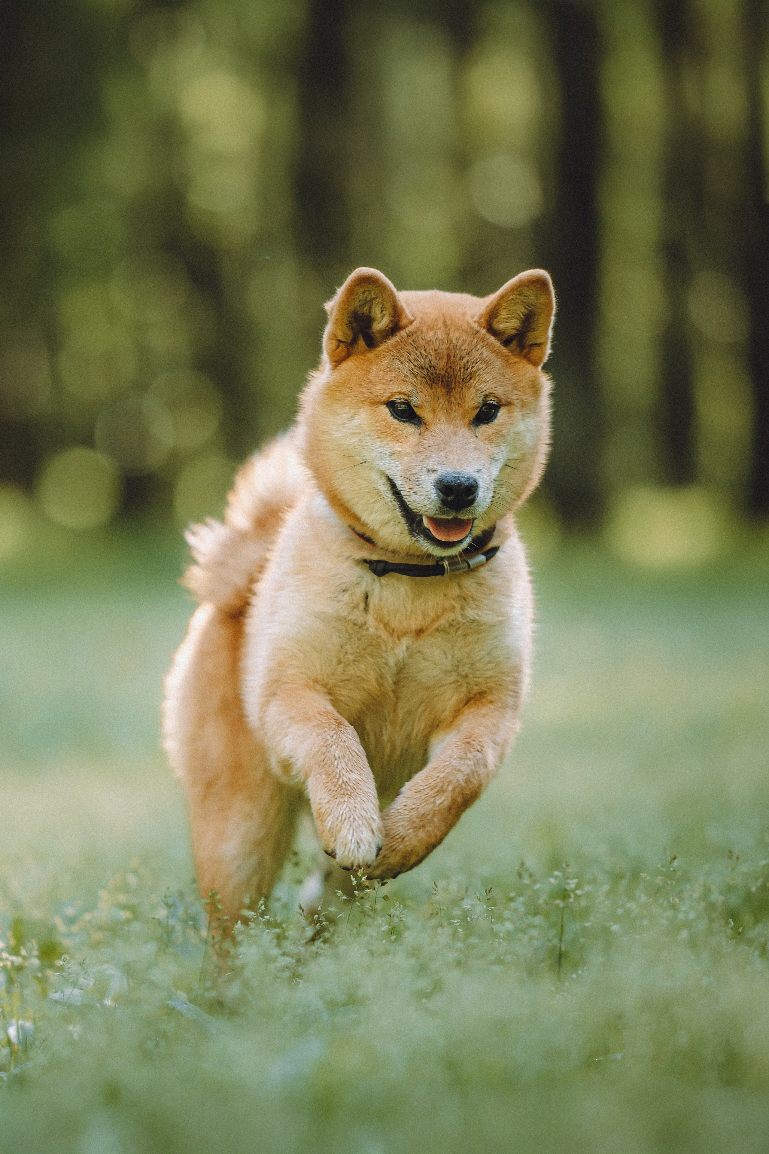 Шед, Цири, Чиби, Цера и их семья