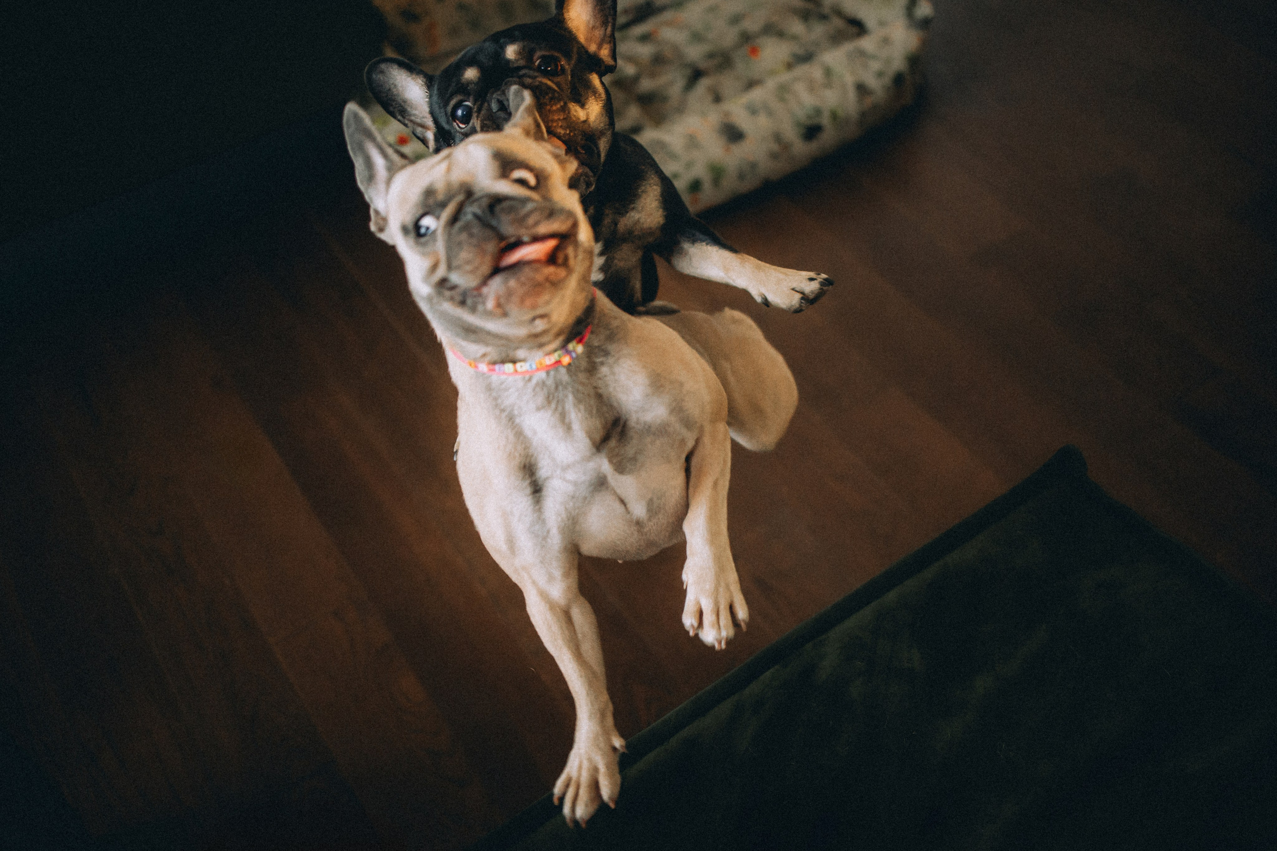 Юля, Мия и Зек