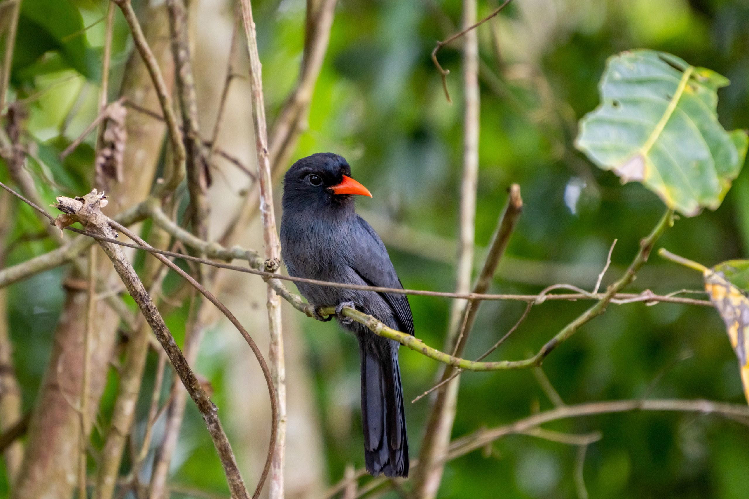 Джунгли Амазонки