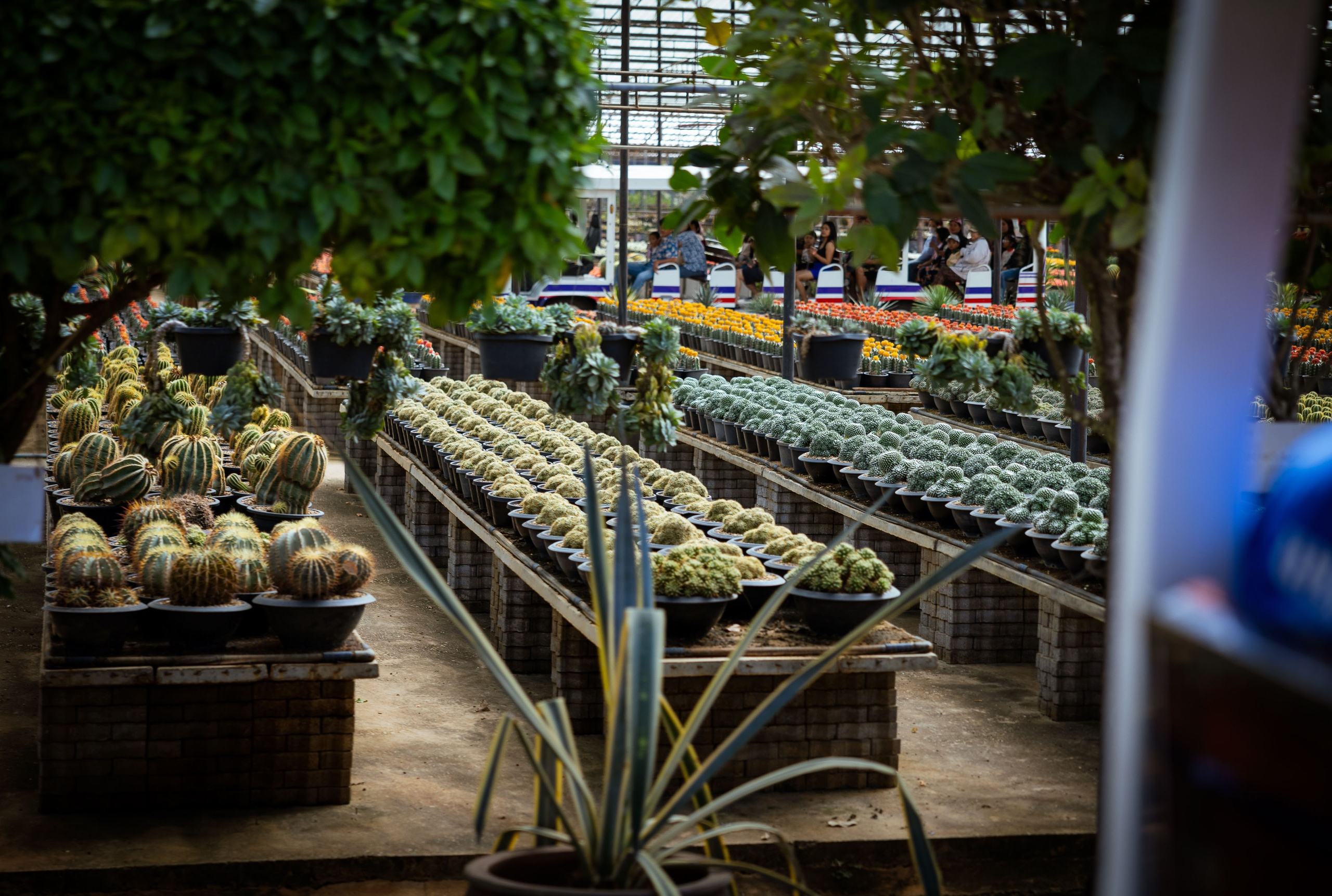 Таиланд (зима 2025). Фотограф Виноградов Константин