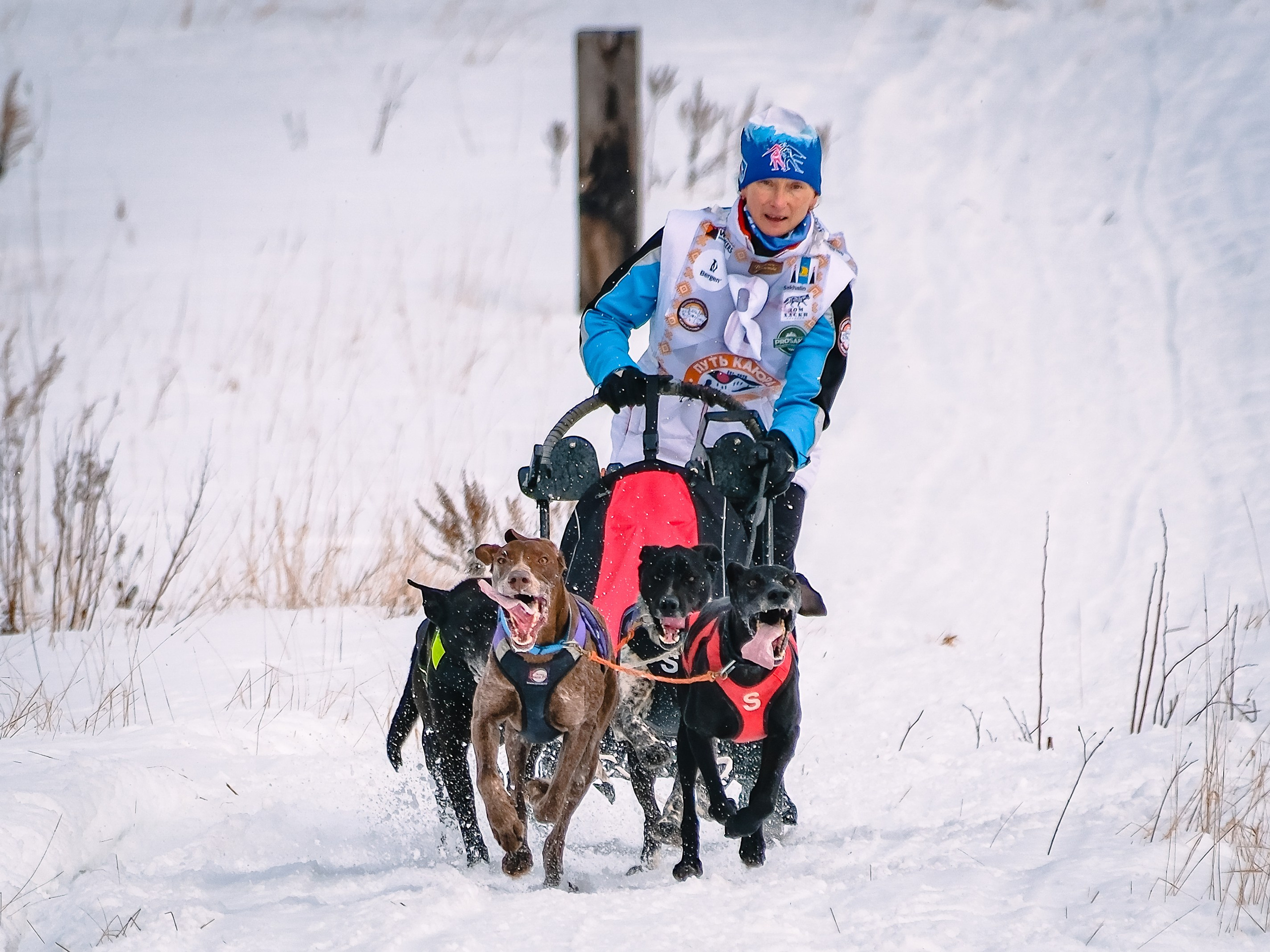 Фестиваль ездового спорта. Фотограф. г. Южно-Сахалинск. Олег Толстов
