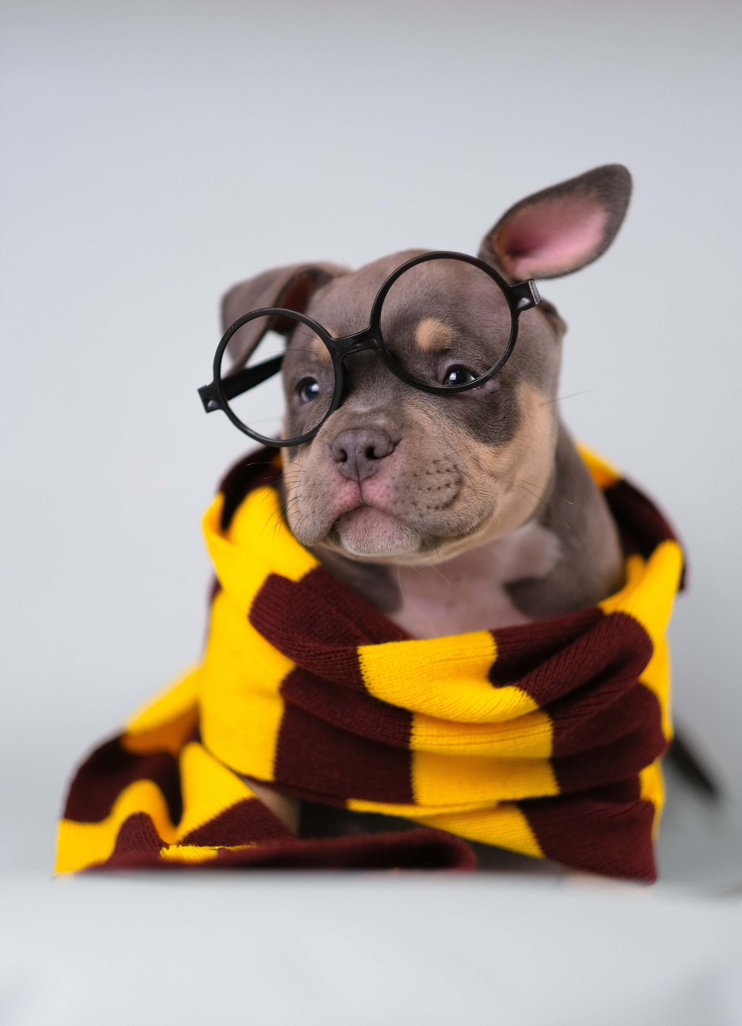 Американский Булли. Фотограф и видеограф анималист Аганина Дарья