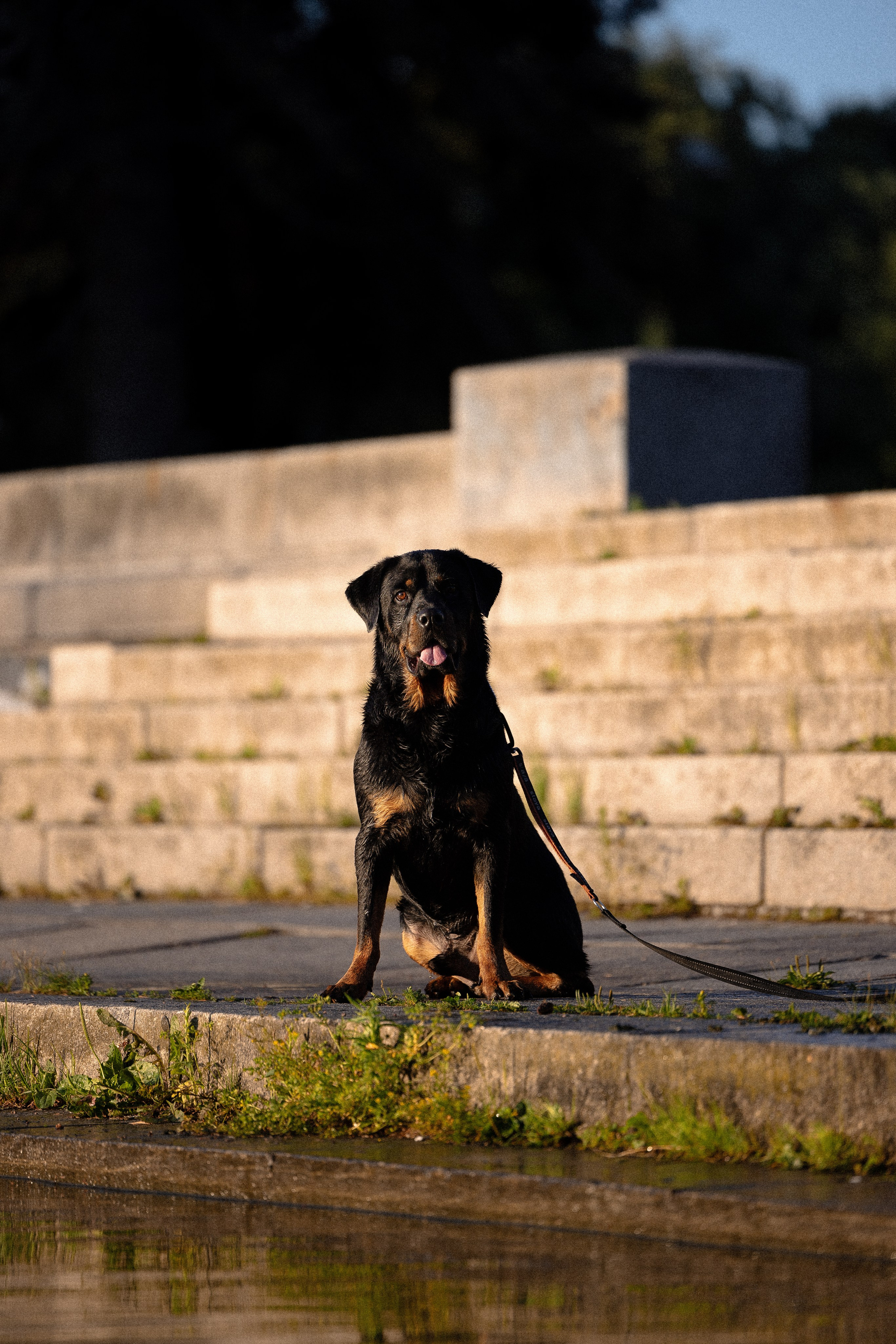 Катя, Леша, Лея и Трой. Фотограф и видеограф анималист Аганина Дарья