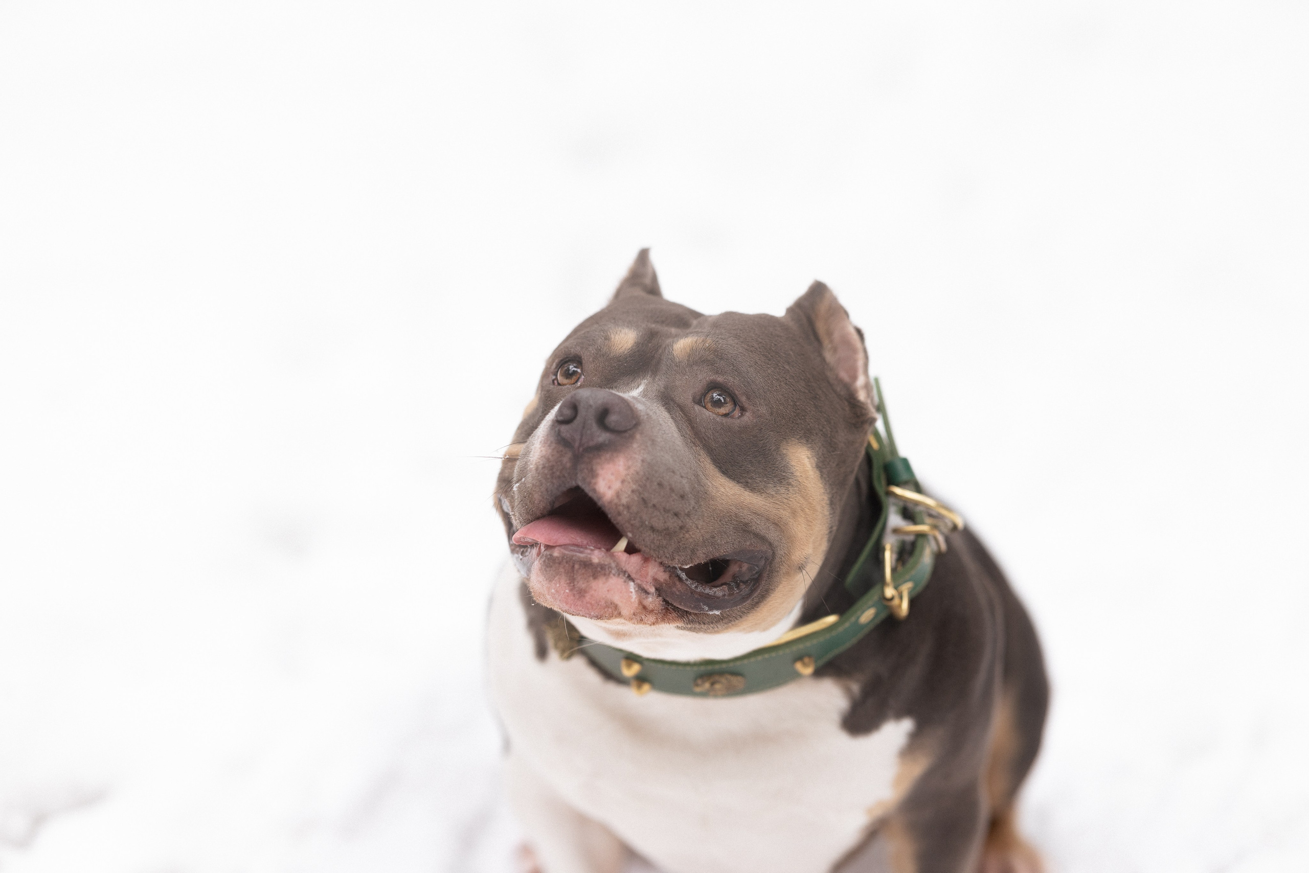 Лера и Наган. Фотограф и видеограф анималист Аганина Дарья