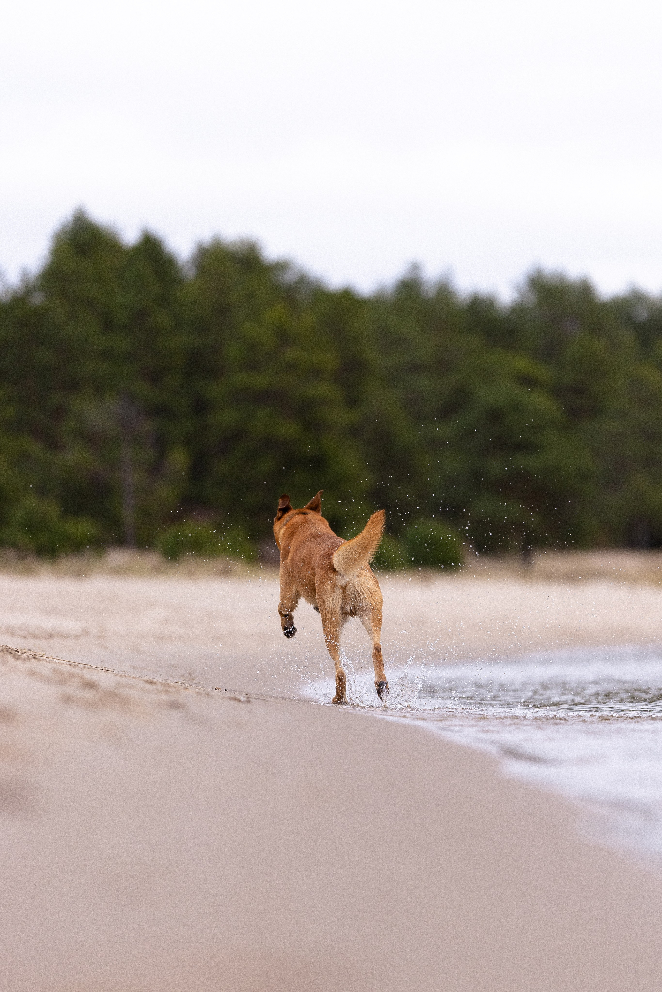 Karelia. Фотограф и видеограф анималист Аганина Дарья