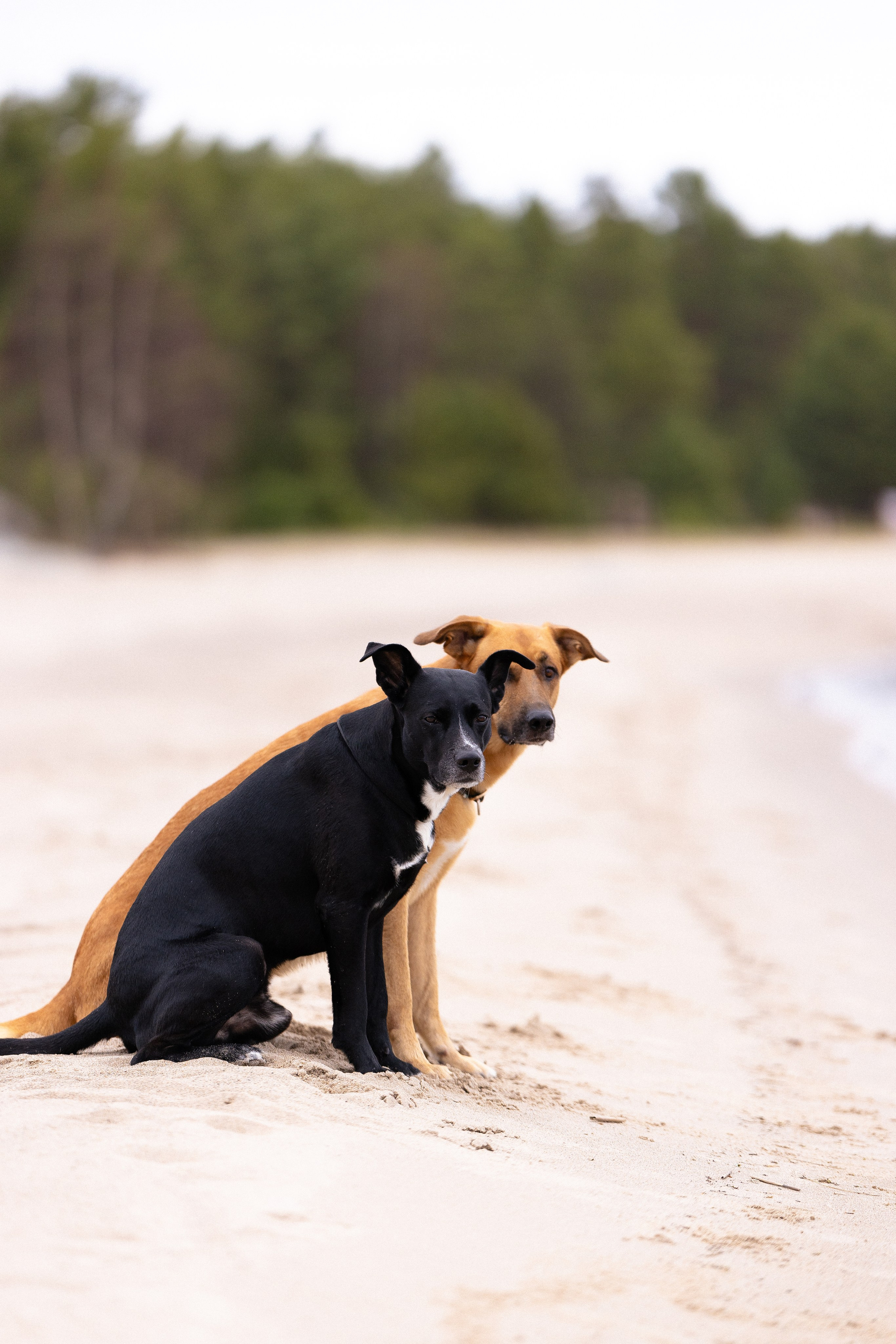 Karelia. Фотограф и видеограф анималист Аганина Дарья