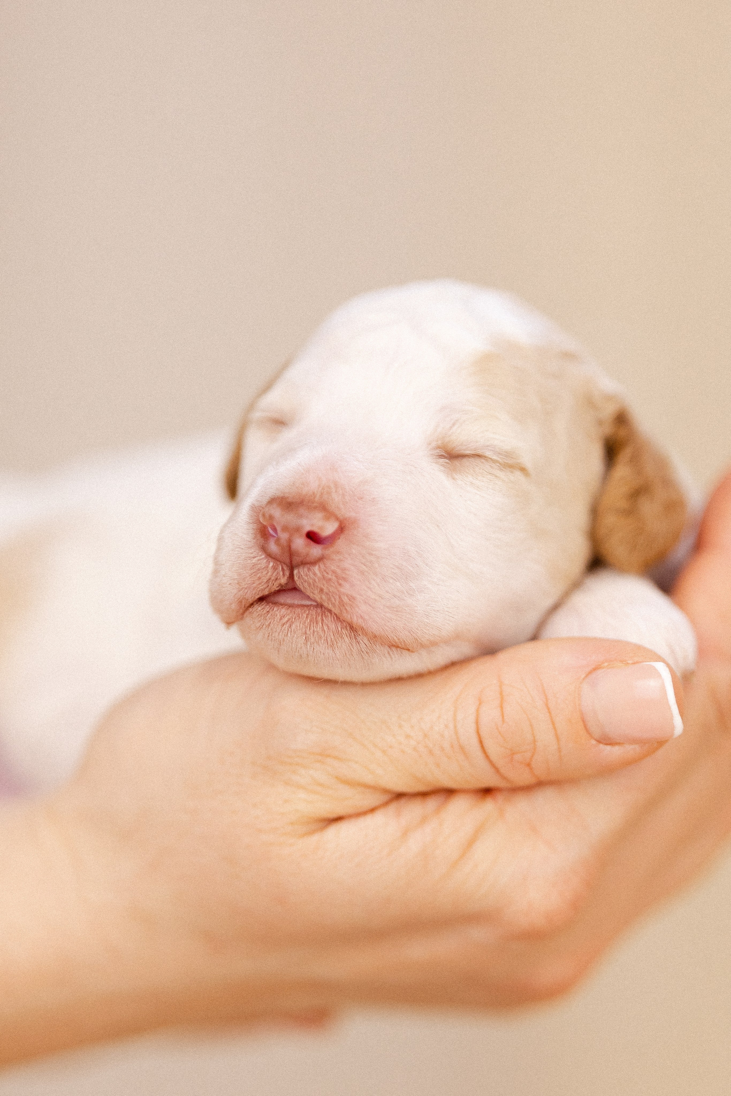 Лаготто Романьоло. Фотограф и видеограф анималист Аганина Дарья