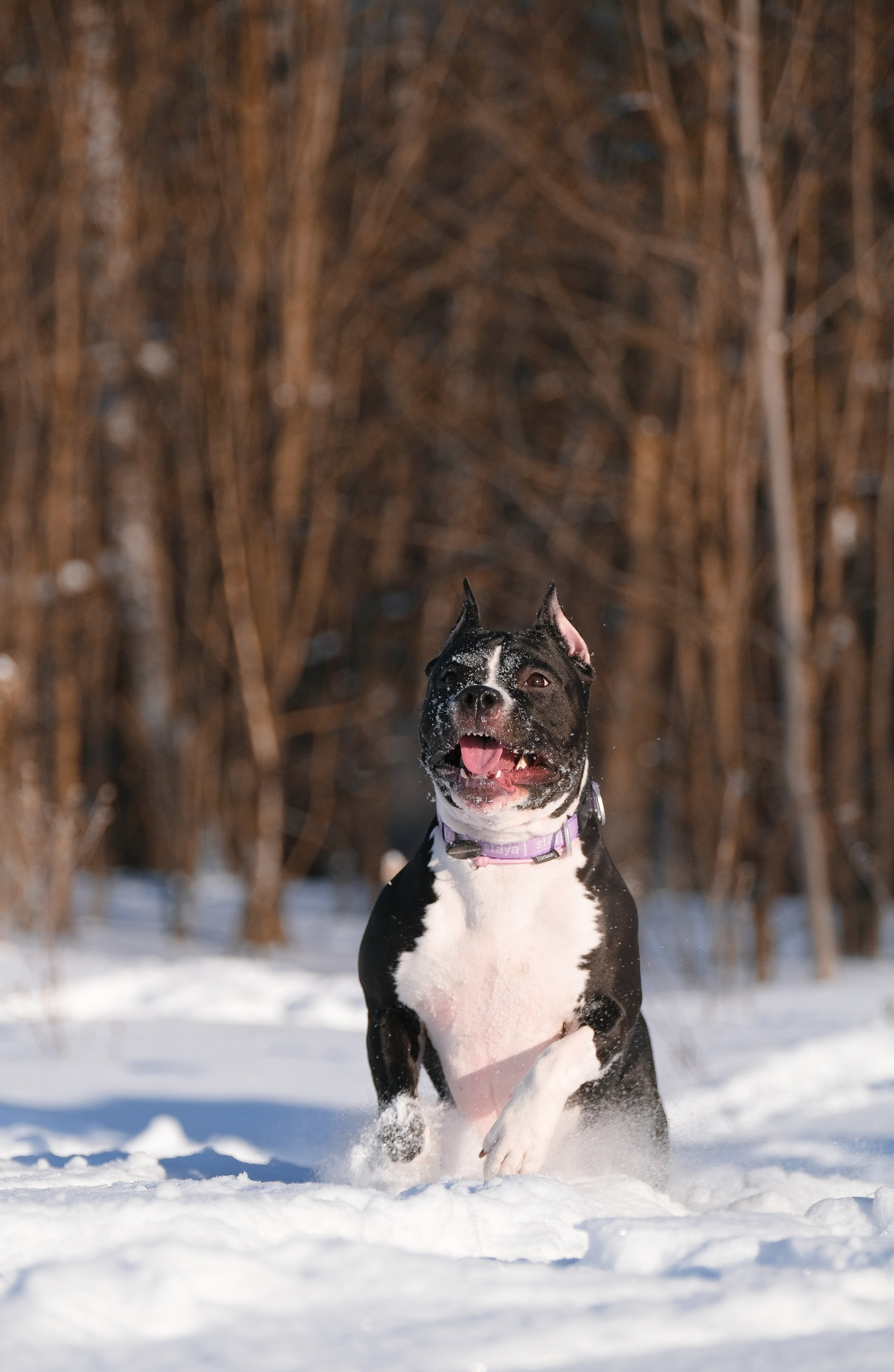 Баста и Эйгон. Фотограф и видеограф анималист Аганина Дарья