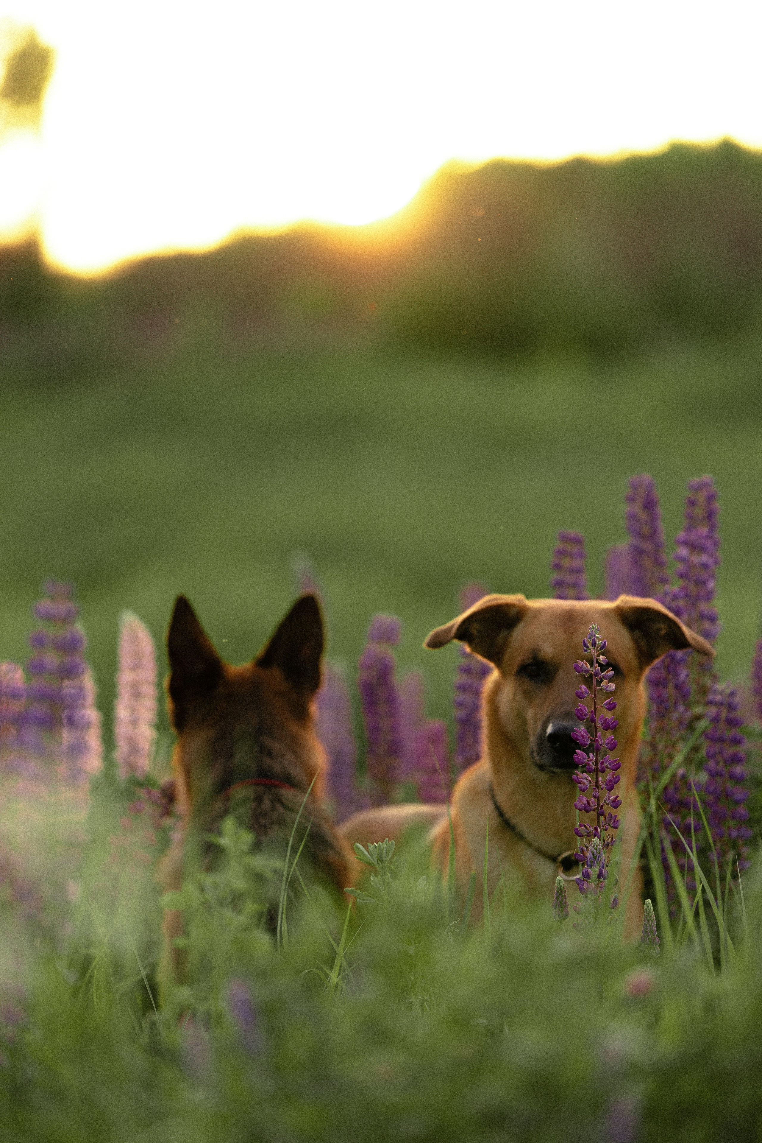 Тео и Гуччи. Фотограф и видеограф анималист Аганина Дарья