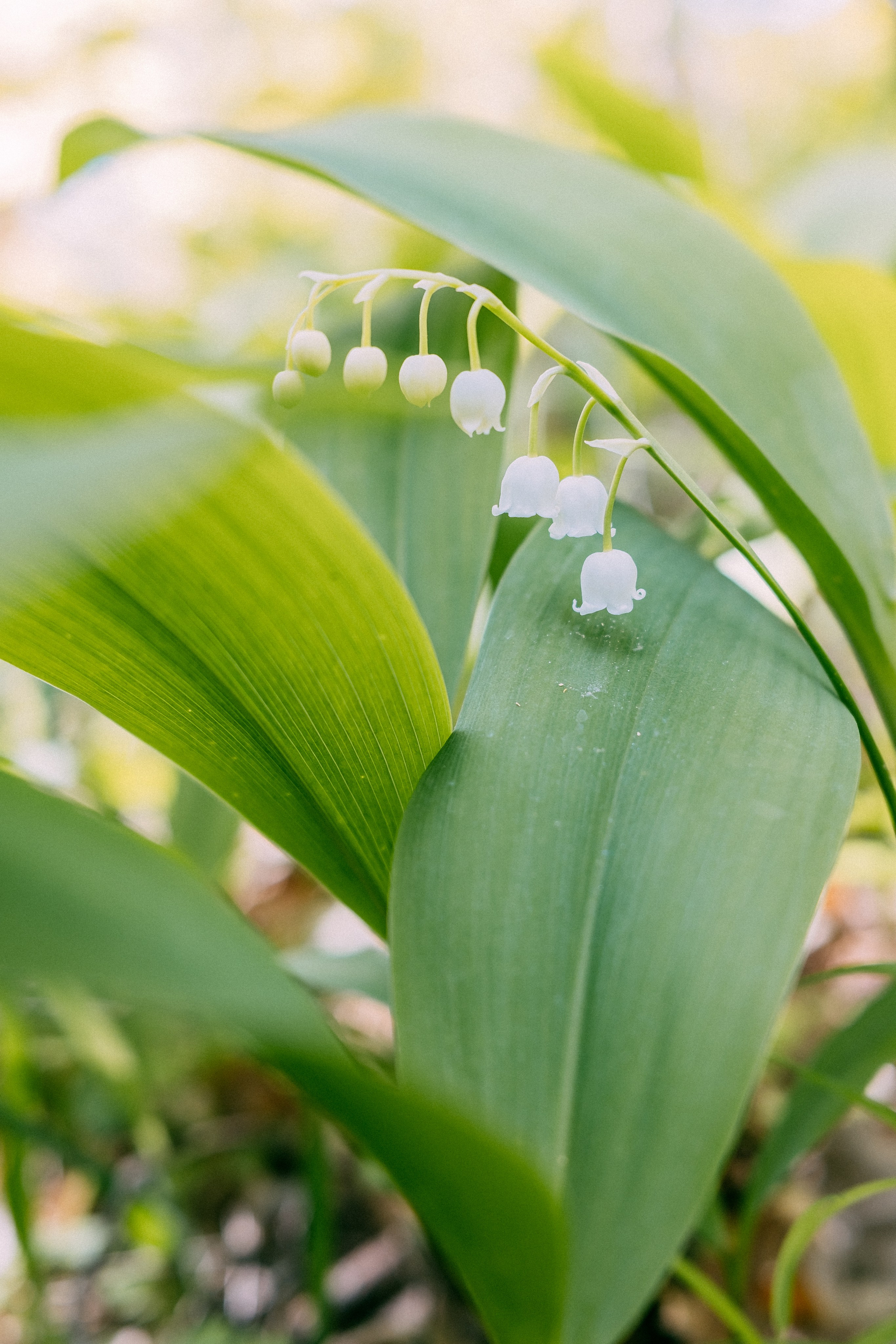 Зеленоградск. Аня Степанова