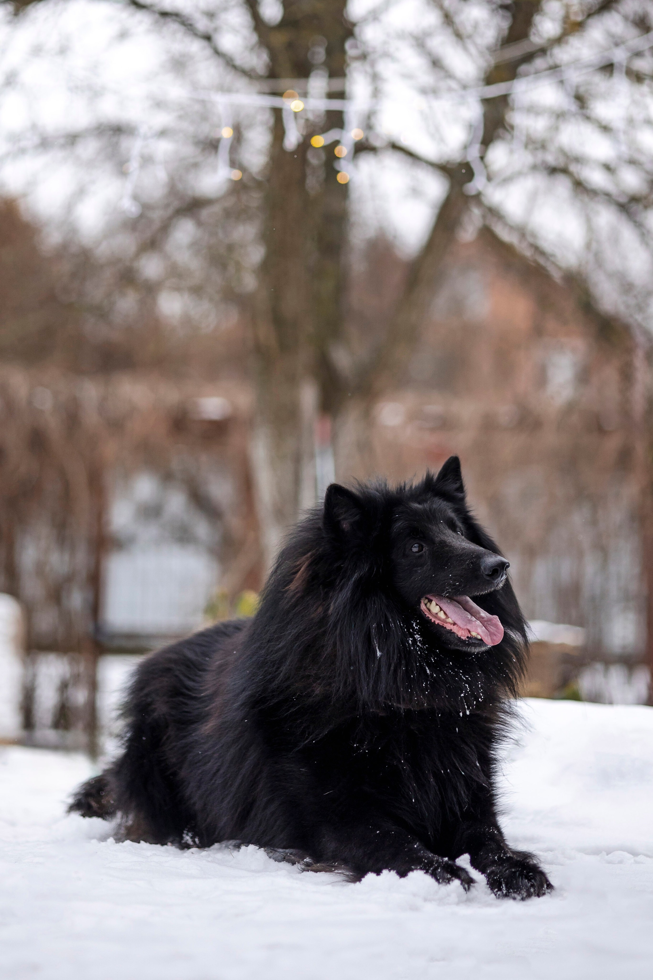 Съемка с лисами. Анастасия Белаш
