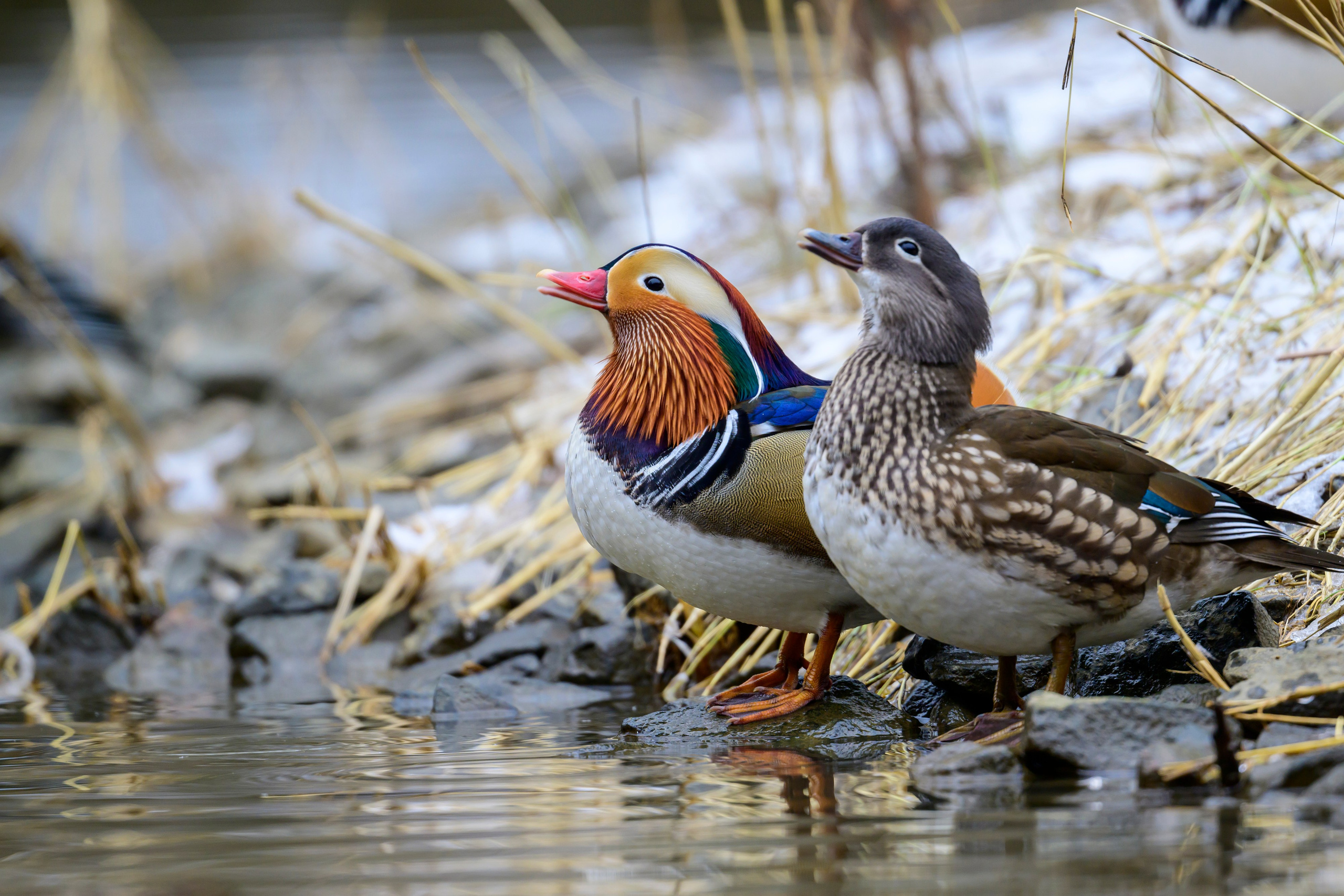Мандаринки. Mandarin Ducks. Wildlife photography by Sergey Puponin