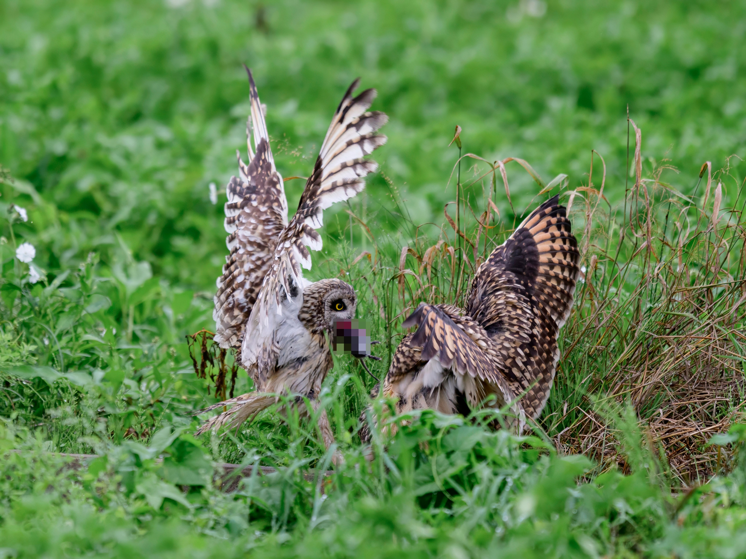 Совята не поделили завтрак. The owls didn't share their breakfast. Wildlife photography by Sergey Puponin