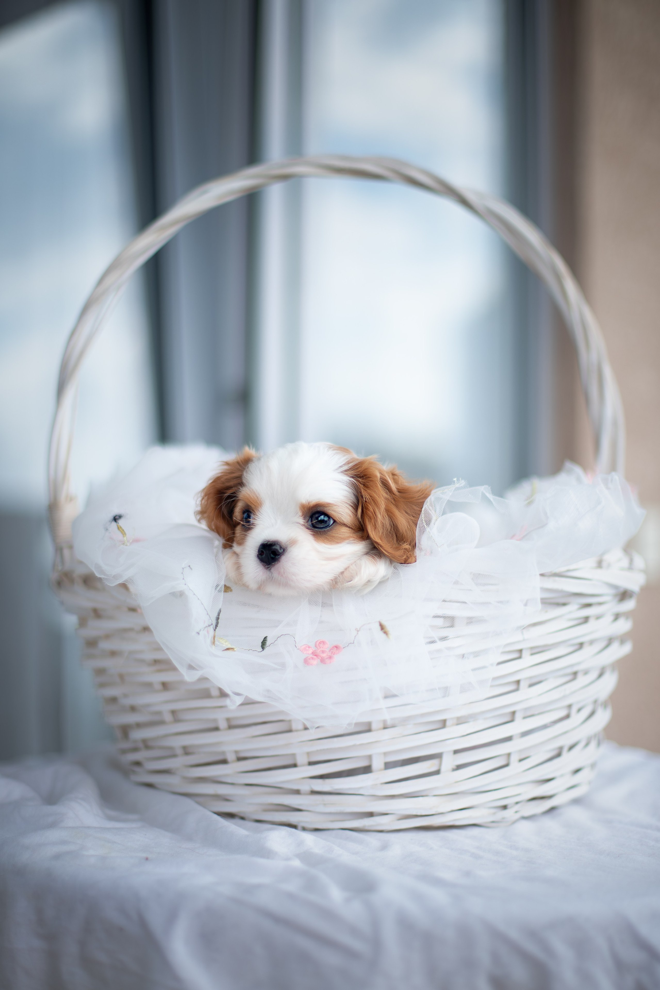 Малыши Кавалер Кинг Чарльз Спаниели. Ирина Голомб|Фотограф-анималист в  Сочи и Калининграде