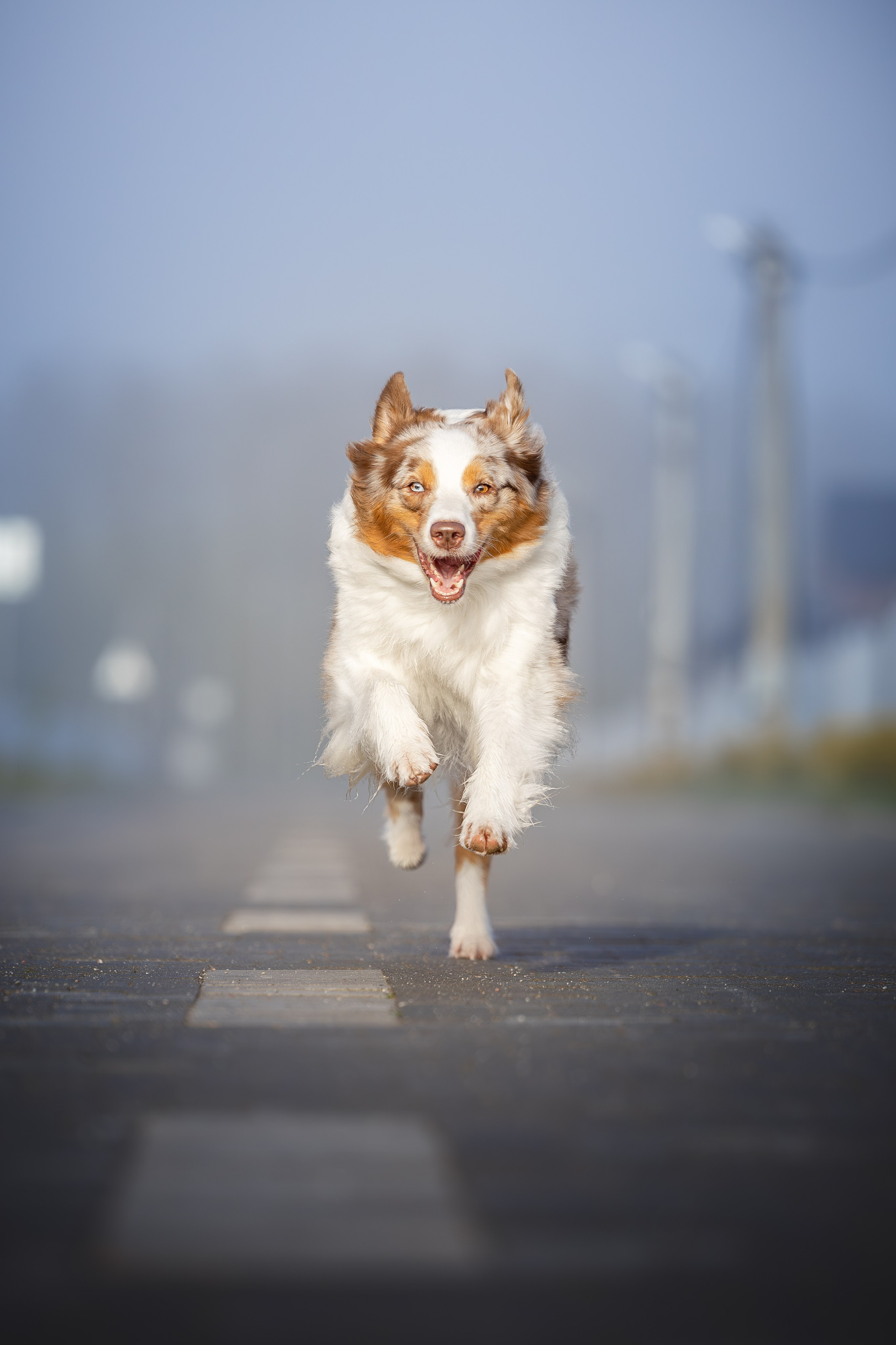 Полли, Австралийская Овчарка. Ирина Голомб|Фотограф-анималист в  Сочи и Калининграде