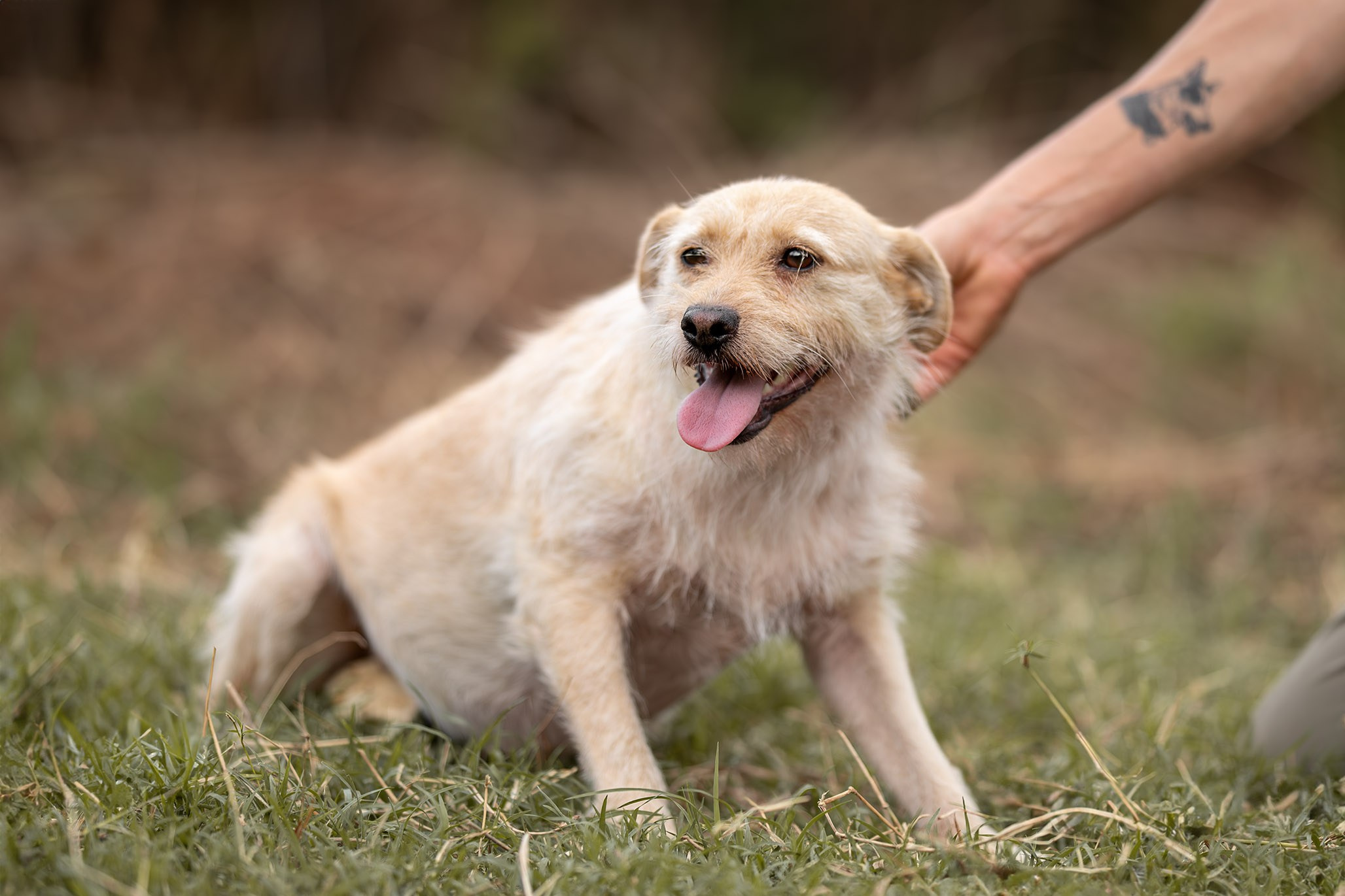 Приют Бим. Ирина Голомб|Фотограф-анималист в  Сочи и Калининграде