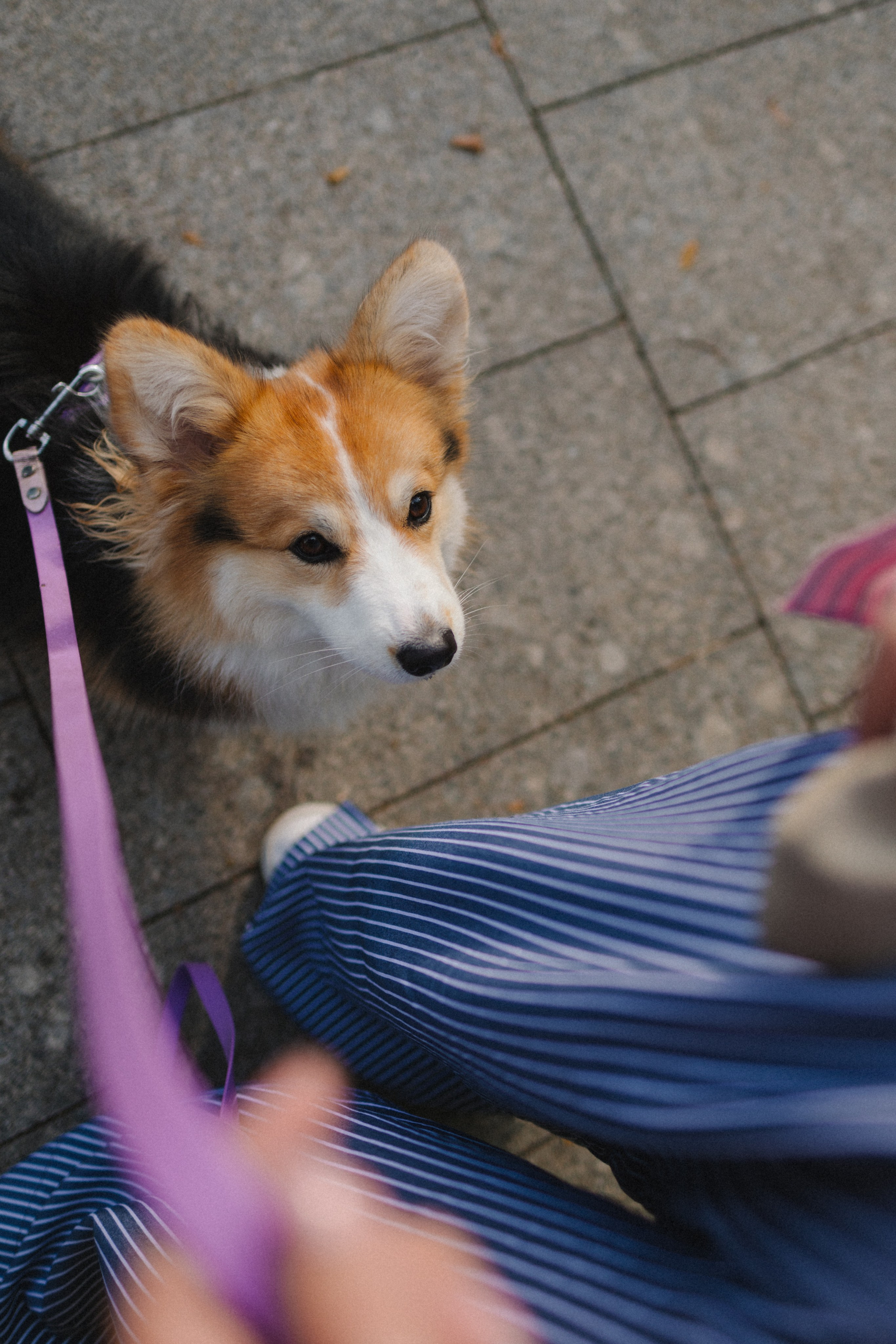 Мишель и Влада. Фотораф — анималист Мария Шистка