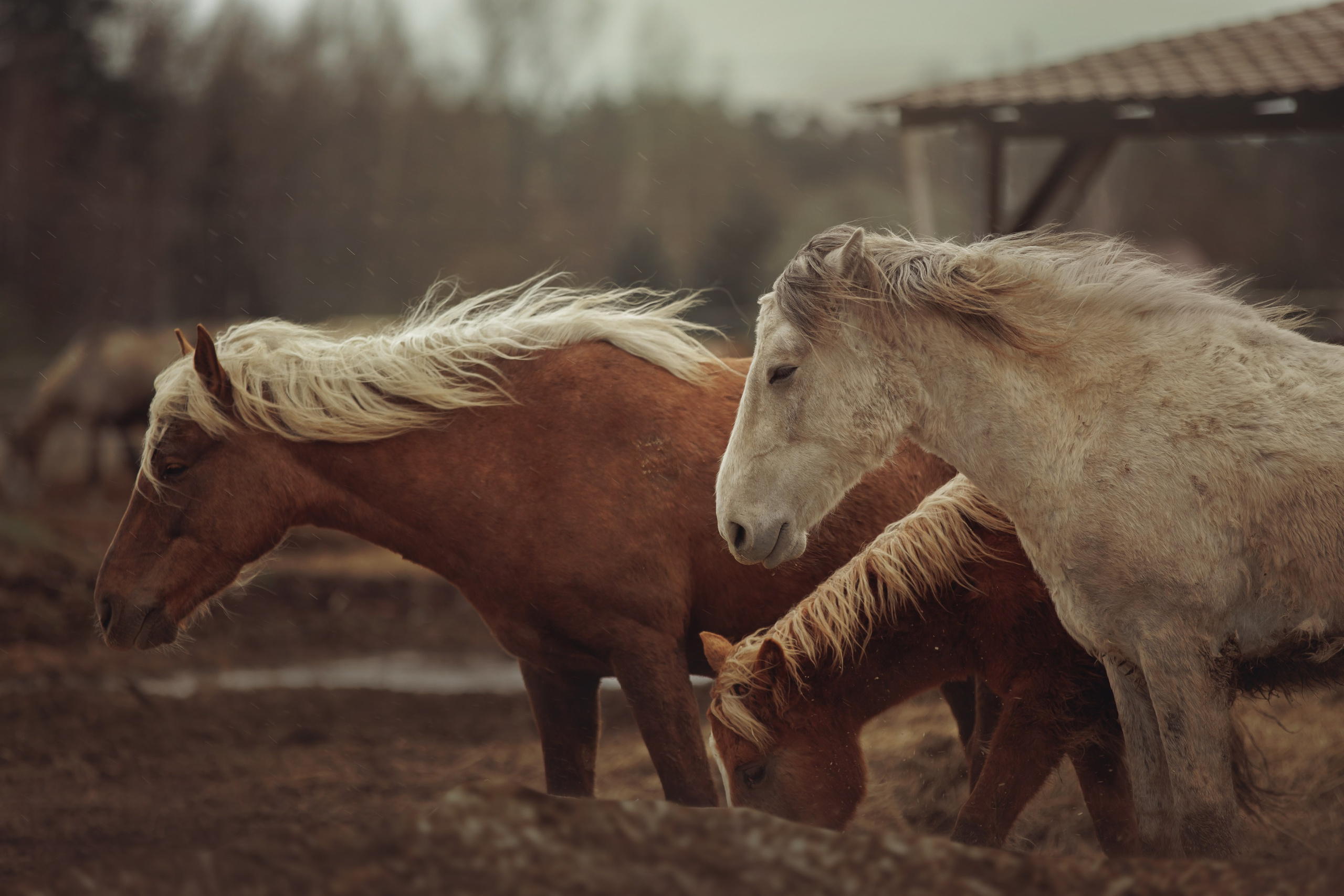 Детская конная съёмка. Детская Конная фотография в Москве Юлия Шепелева