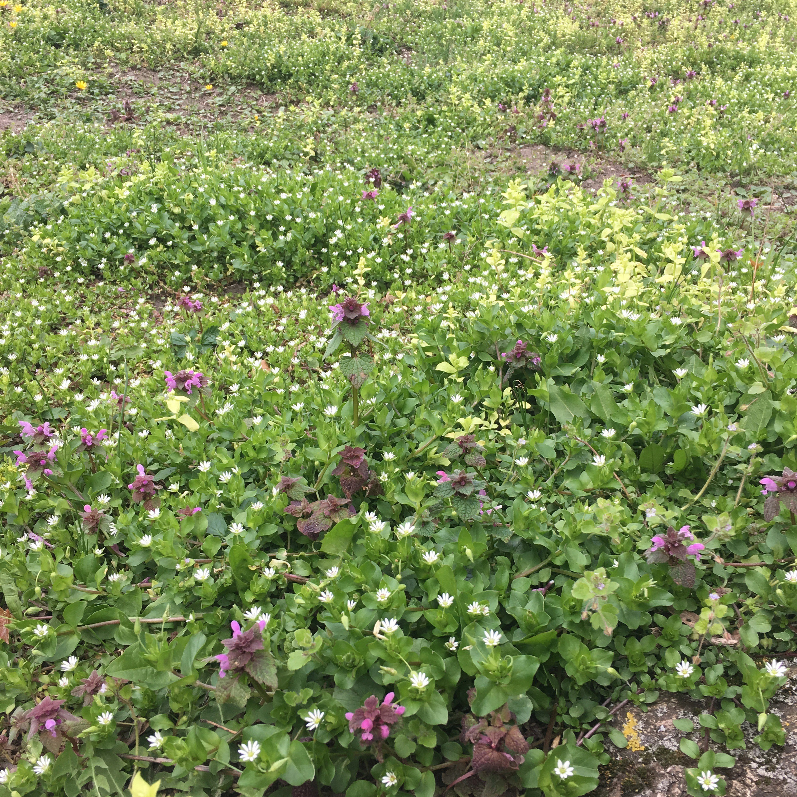 Вена — 19. Своя Мастерская