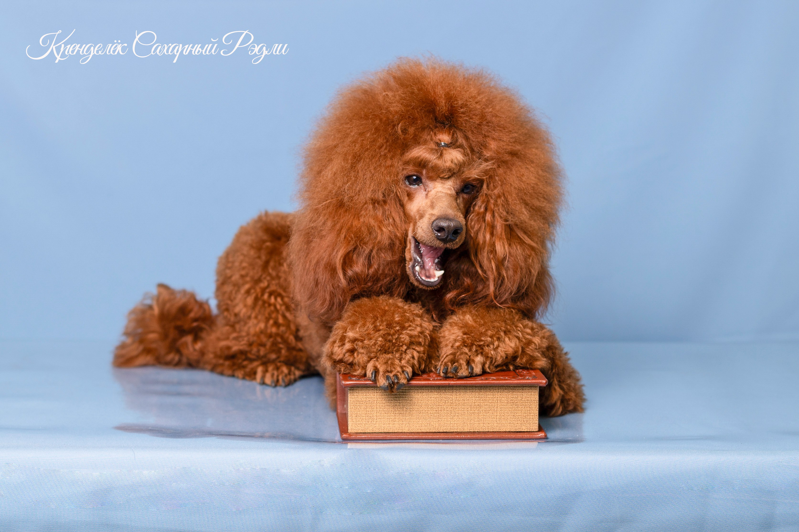 Кренделек сахарный Редли. Фотограф 📸 семейный, предметный, репортажный