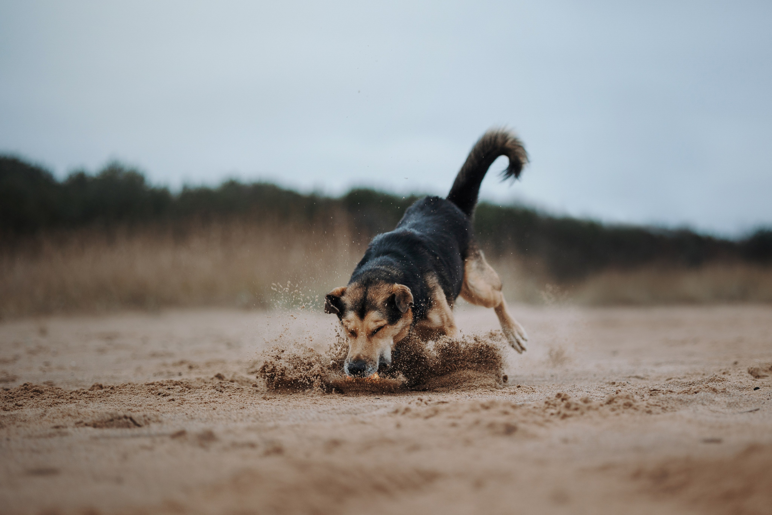 Наталья и Того. Фотограф — Анималист | Санкт-Петербург