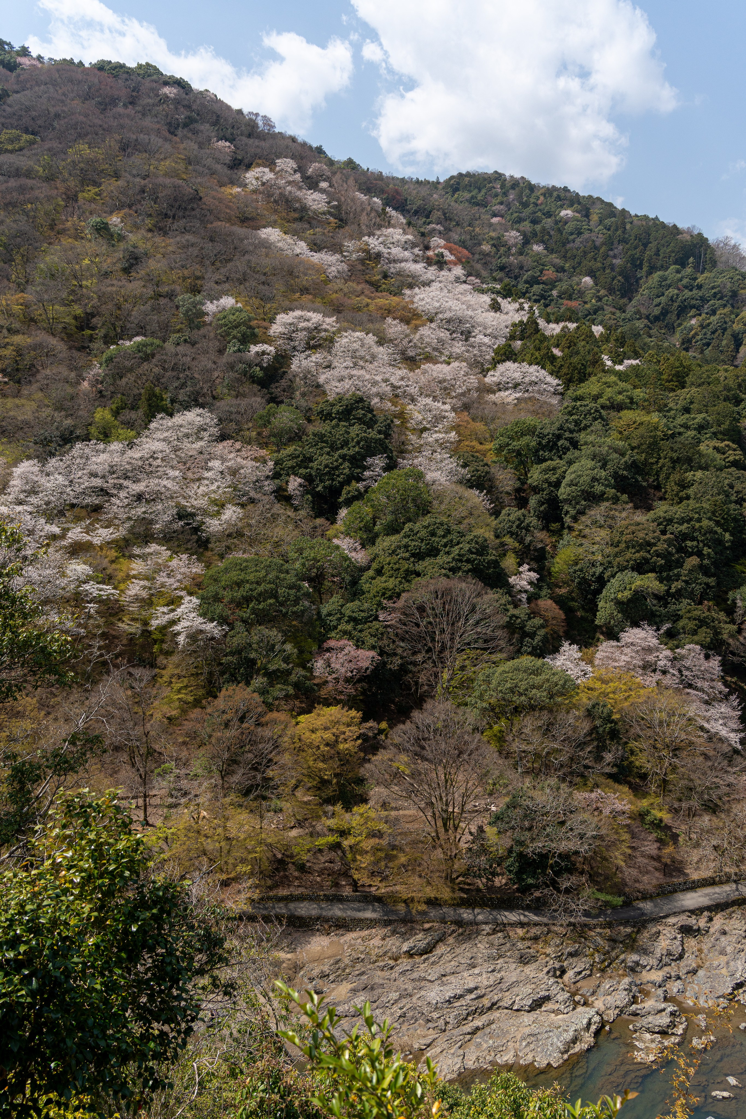 Япония, сакура. Творческие сьемки