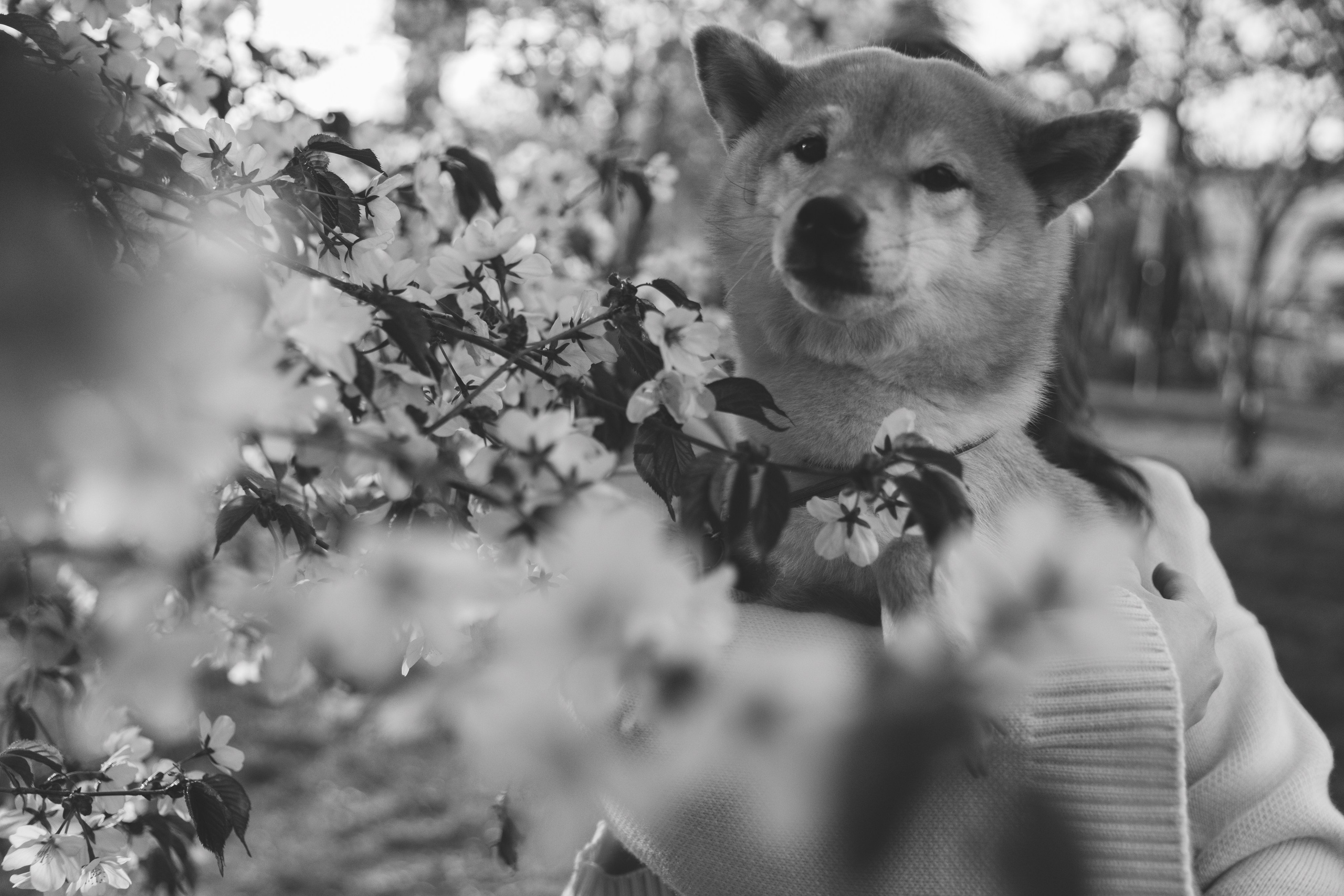 Анастасия и Тайра. Фотограф Южно-Сахалинск Сахалин Анастасия Тучина