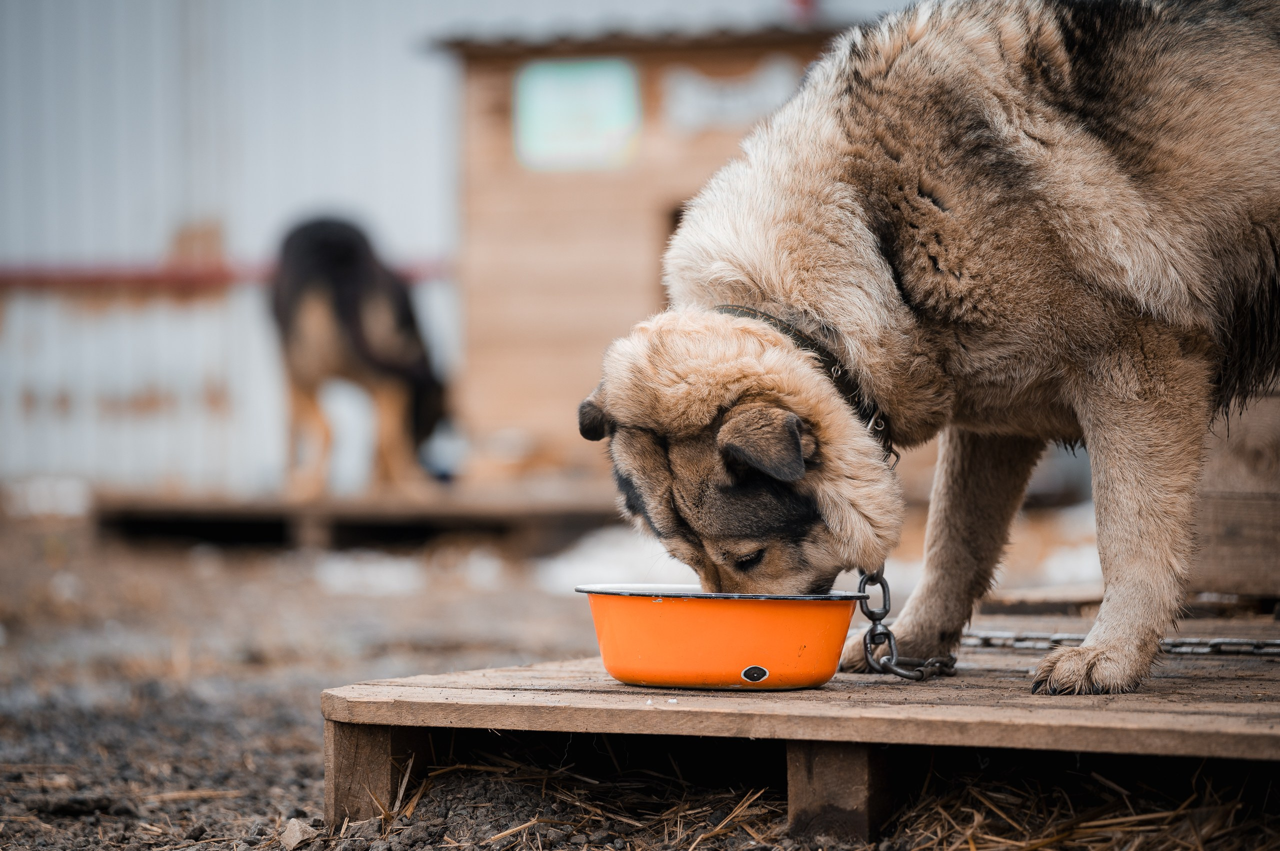 Улыбка собаки — спасение и пристройство бездомных собак