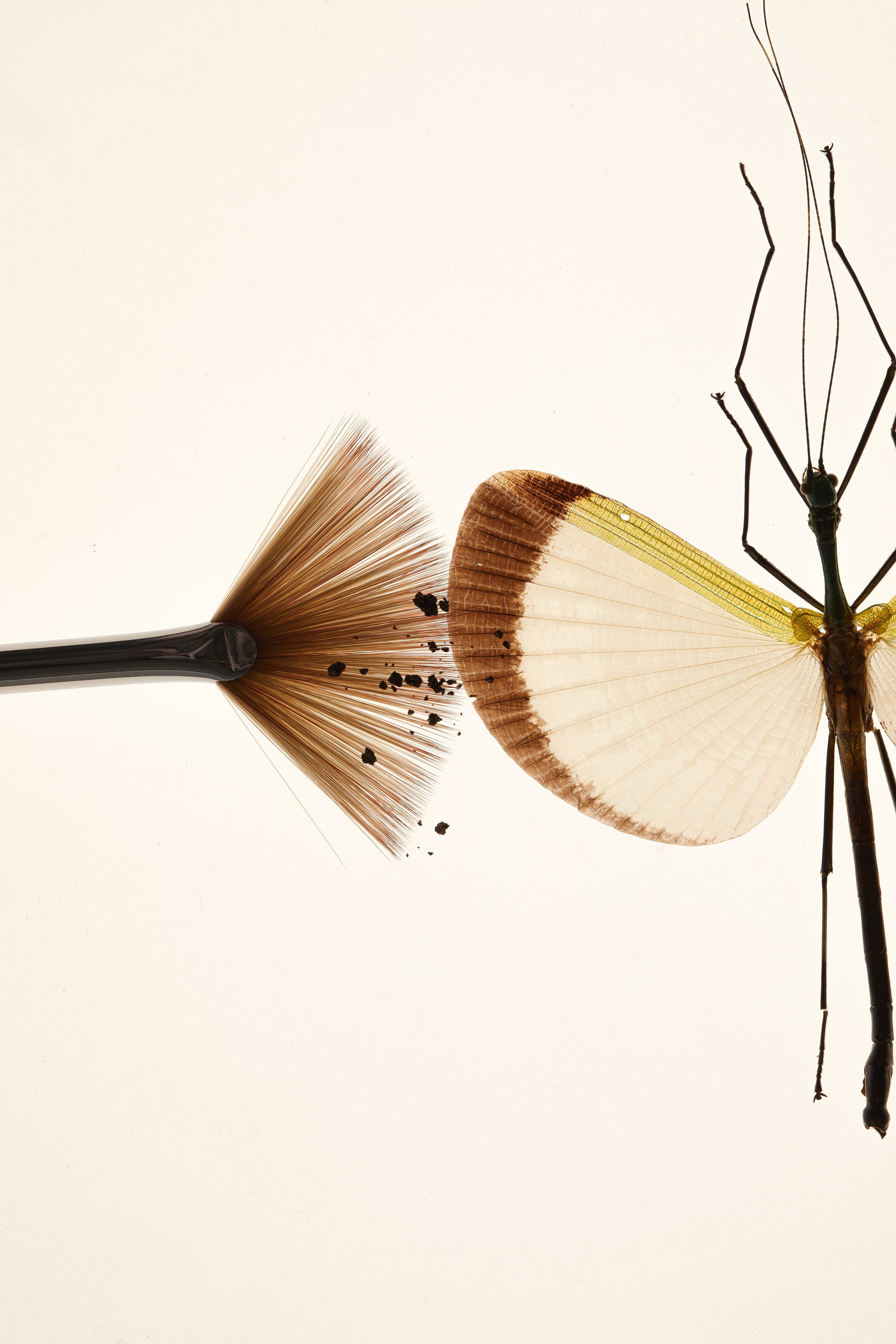 STILL LIFE. Portfolio Victoria Bulanova
